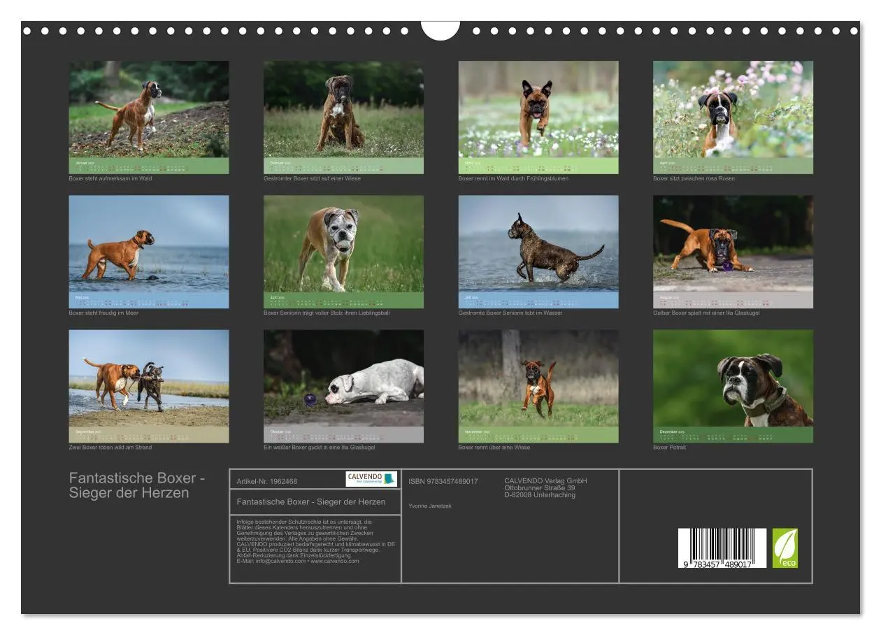 Bild: 9783457489017 | Fantastische Boxer - Sieger der Herzen (Wandkalender 2026 DIN A3...