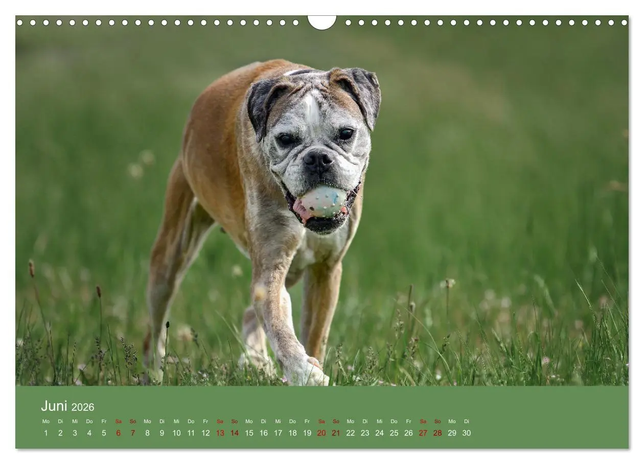 Bild: 9783457489017 | Fantastische Boxer - Sieger der Herzen (Wandkalender 2026 DIN A3...