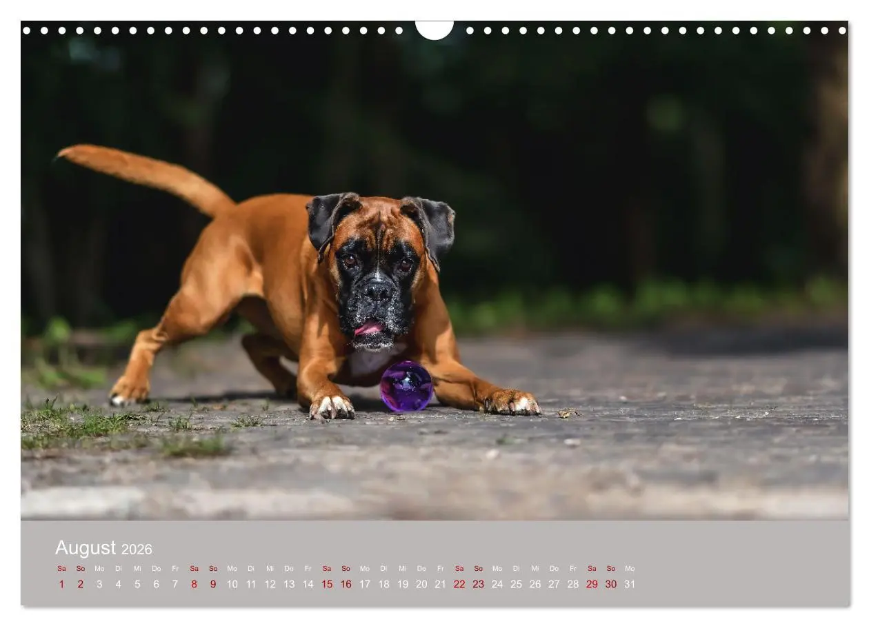 Bild: 9783457489017 | Fantastische Boxer - Sieger der Herzen (Wandkalender 2026 DIN A3...