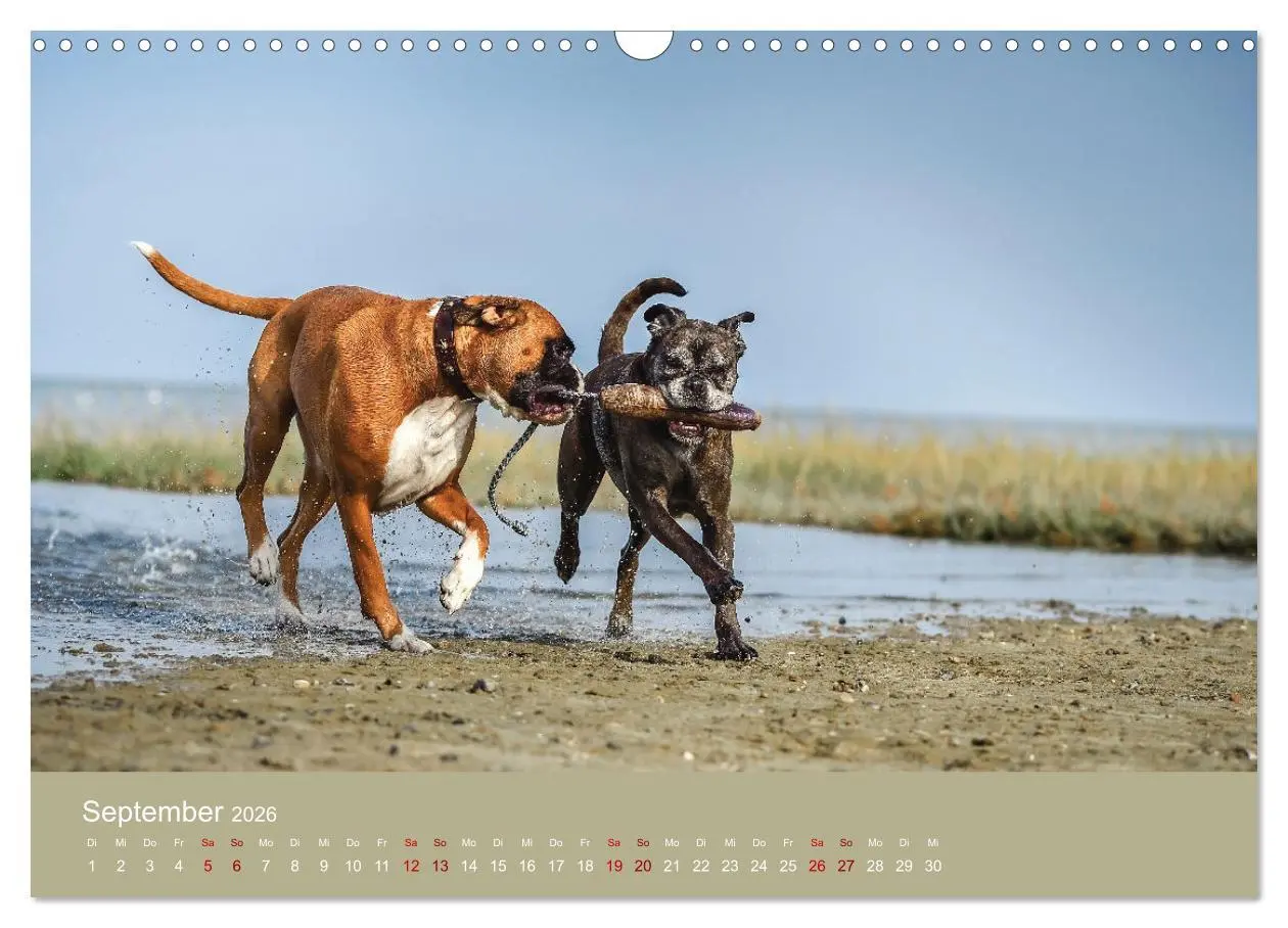 Bild: 9783457489017 | Fantastische Boxer - Sieger der Herzen (Wandkalender 2026 DIN A3...