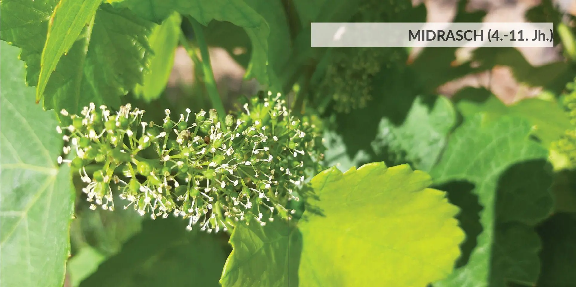 Bild: 9783949819117 | Wein-Weisheiten | aus jüdischen Quellen | Annette M. Boeckler | Buch
