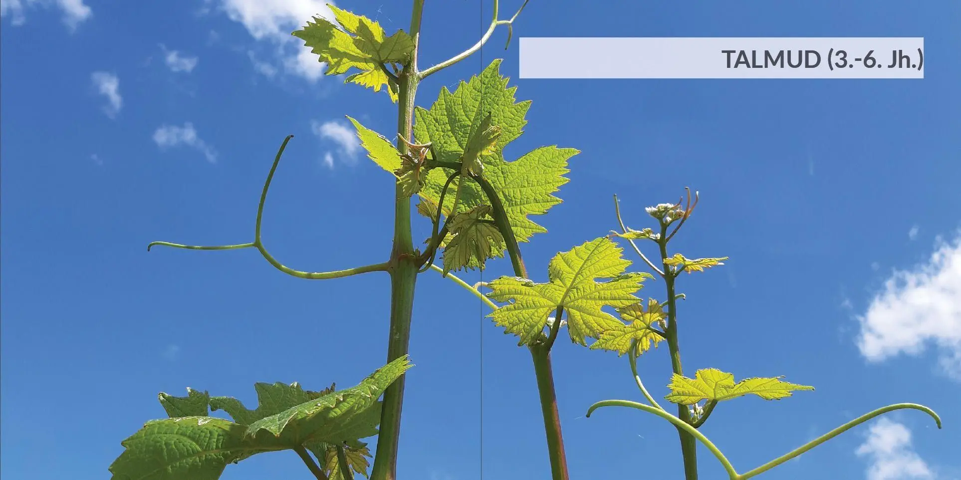 Bild: 9783949819117 | Wein-Weisheiten | aus jüdischen Quellen | Annette M. Boeckler | Buch