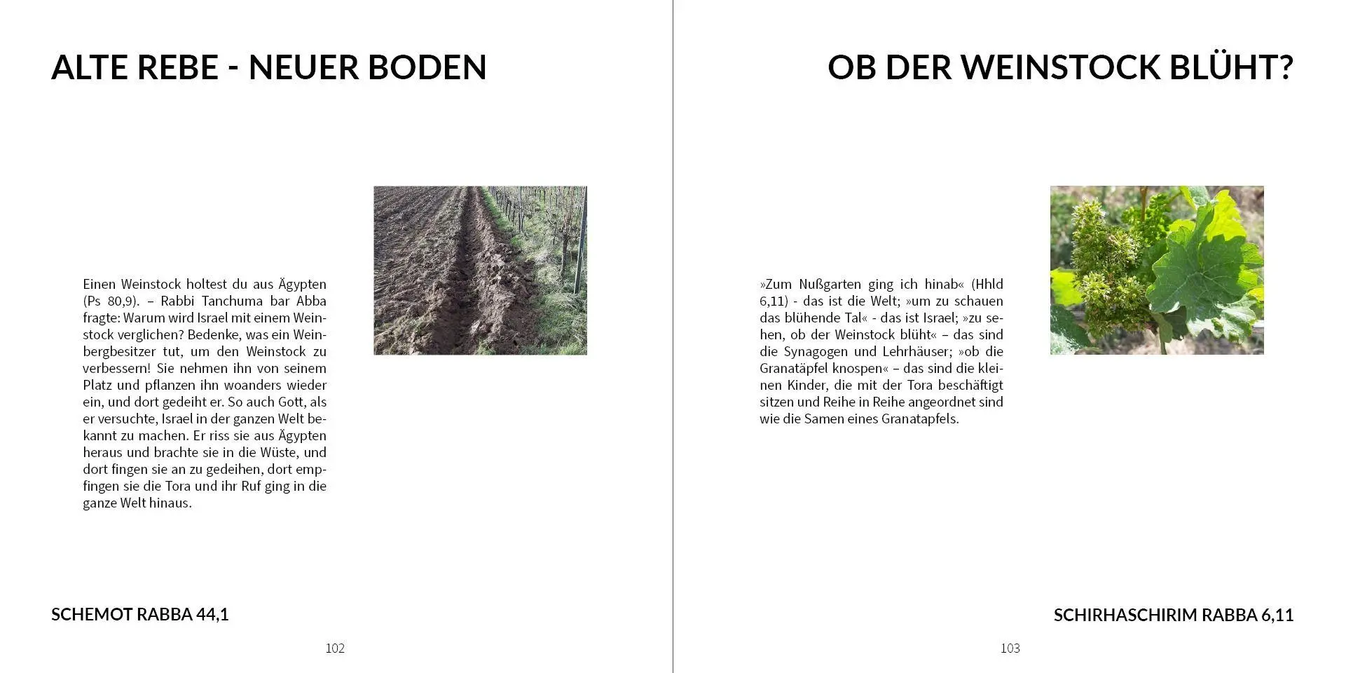 Bild: 9783949819117 | Wein-Weisheiten | aus jüdischen Quellen | Annette M. Boeckler | Buch