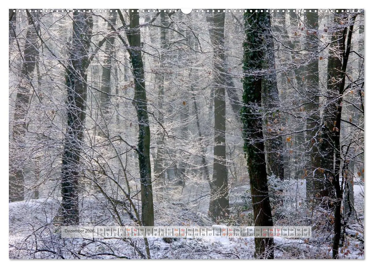 Bild: 9783457909317 | Wald im Bergischen Land 2026 (Wandkalender 2026 DIN A2 quer),...