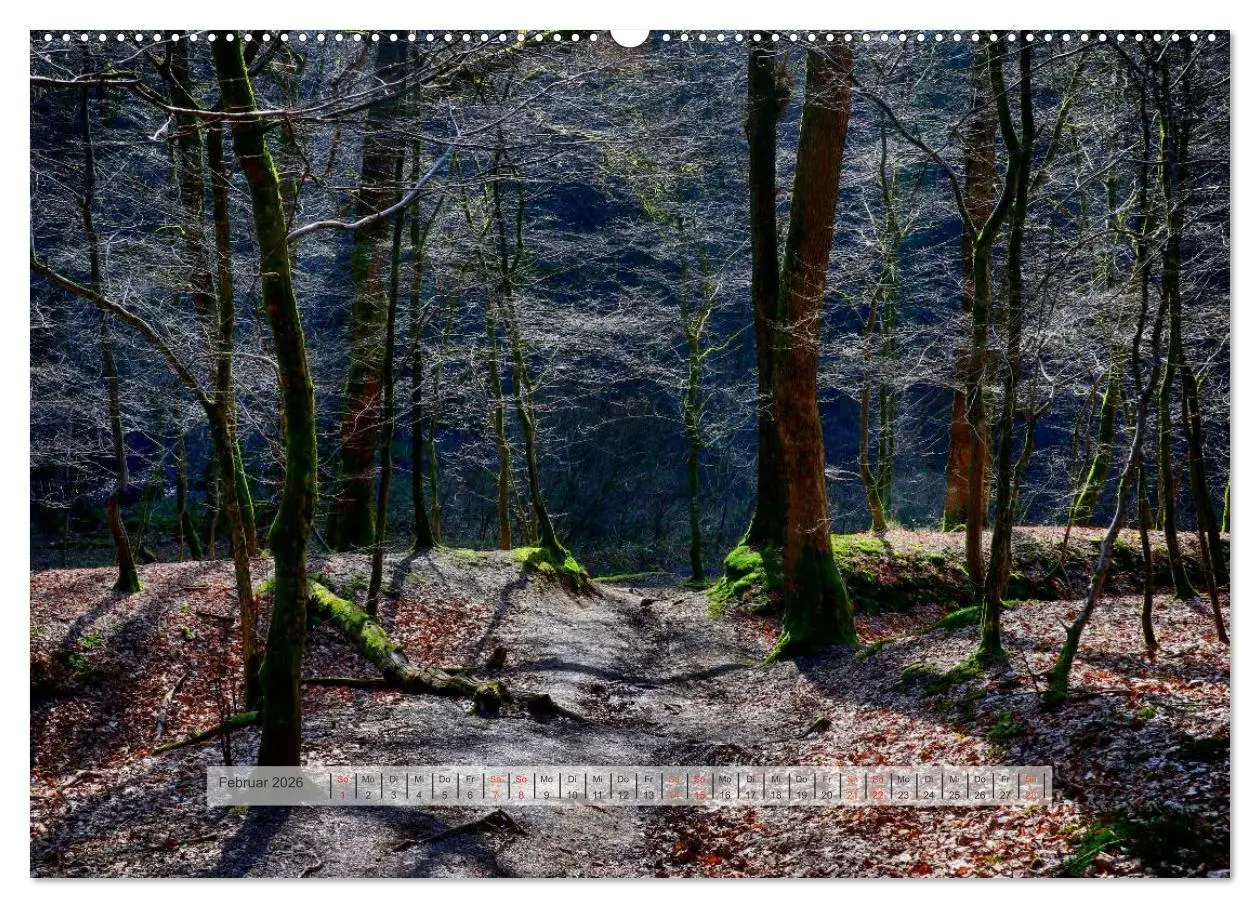 Bild: 9783457909317 | Wald im Bergischen Land 2026 (Wandkalender 2026 DIN A2 quer),...