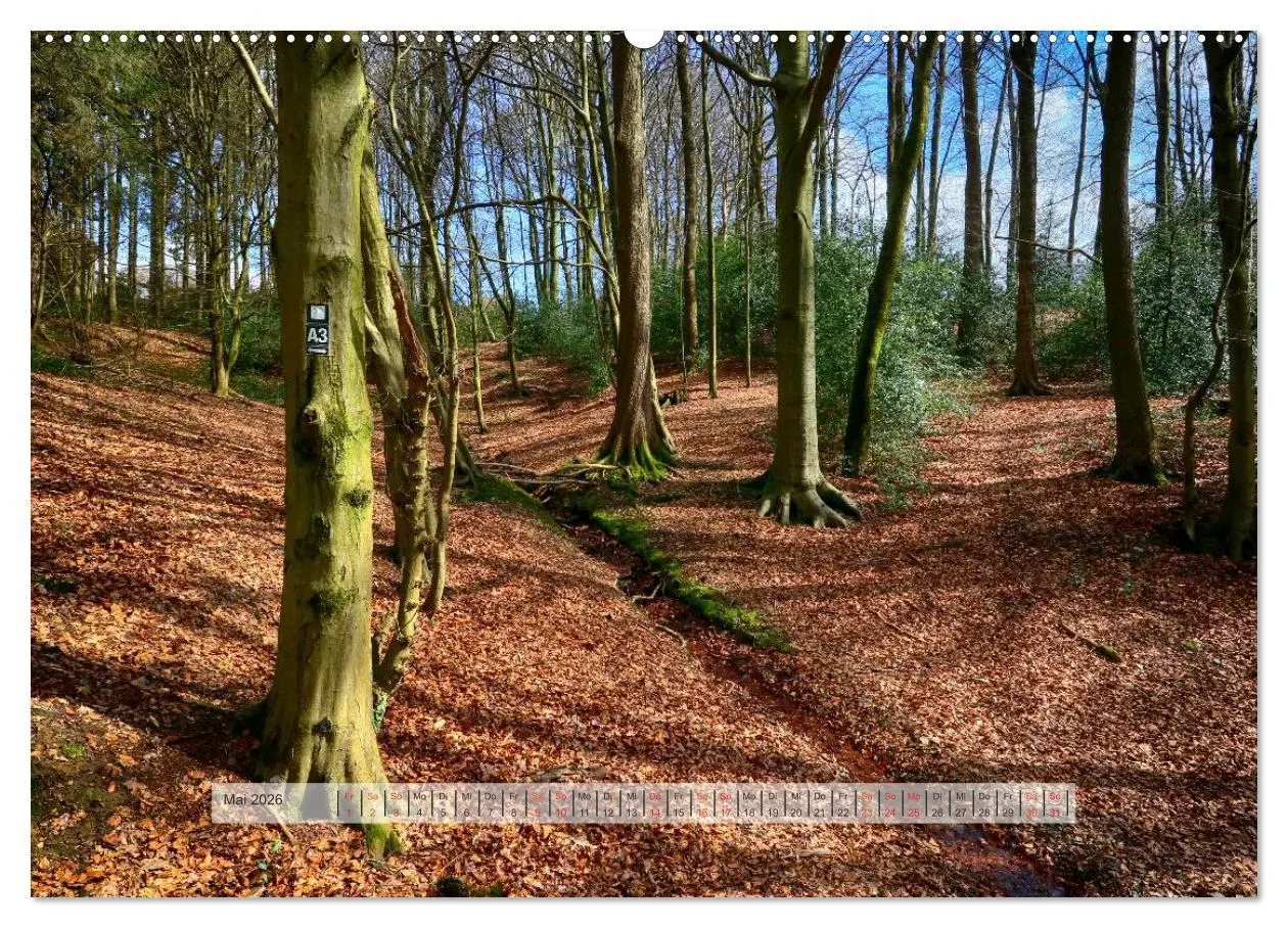 Bild: 9783457909317 | Wald im Bergischen Land 2026 (Wandkalender 2026 DIN A2 quer),...