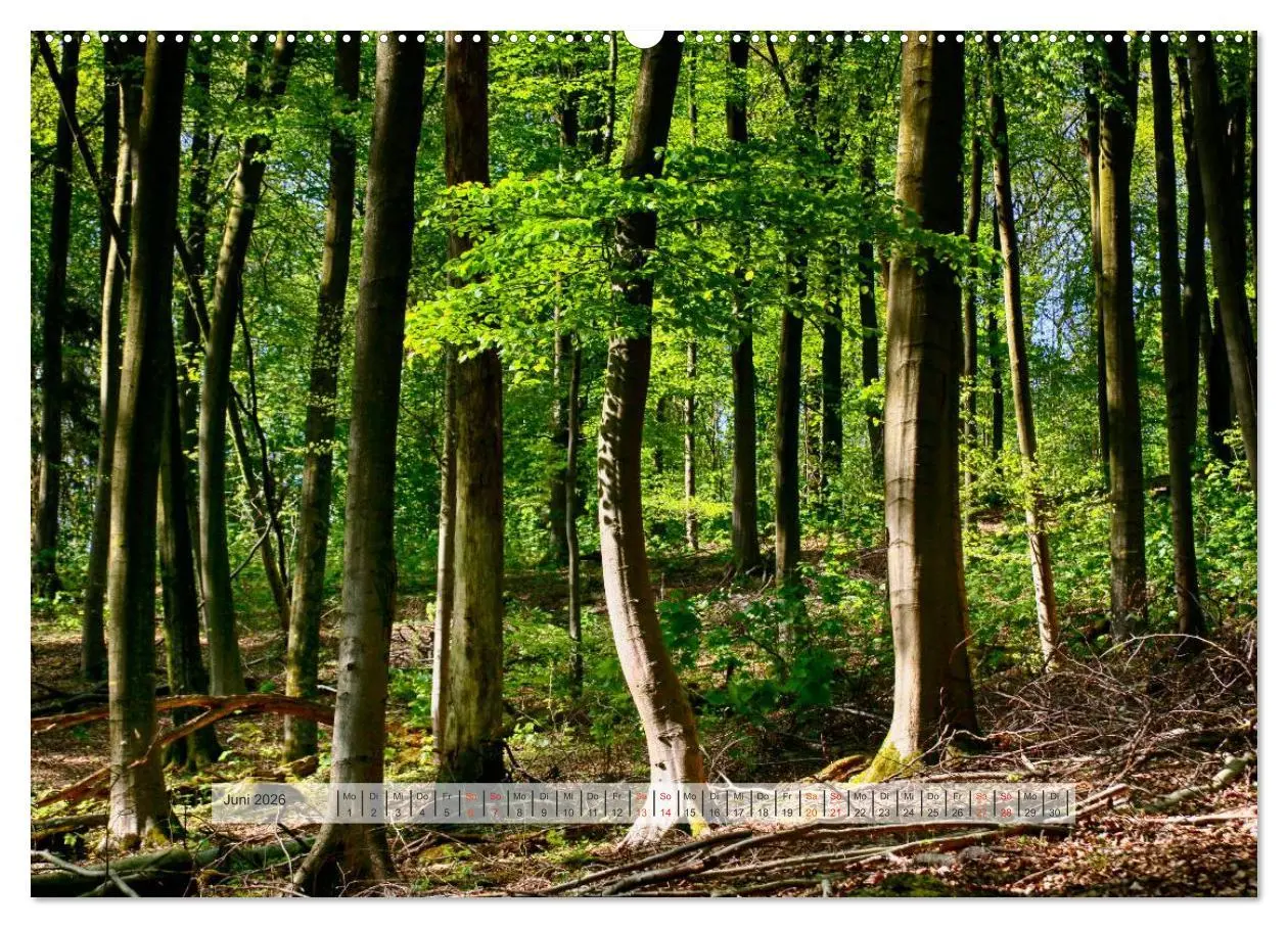 Bild: 9783457909317 | Wald im Bergischen Land 2026 (Wandkalender 2026 DIN A2 quer),...