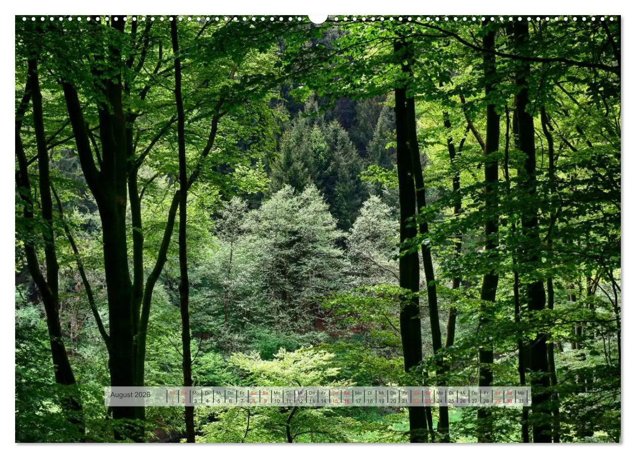 Bild: 9783457909317 | Wald im Bergischen Land 2026 (Wandkalender 2026 DIN A2 quer),...