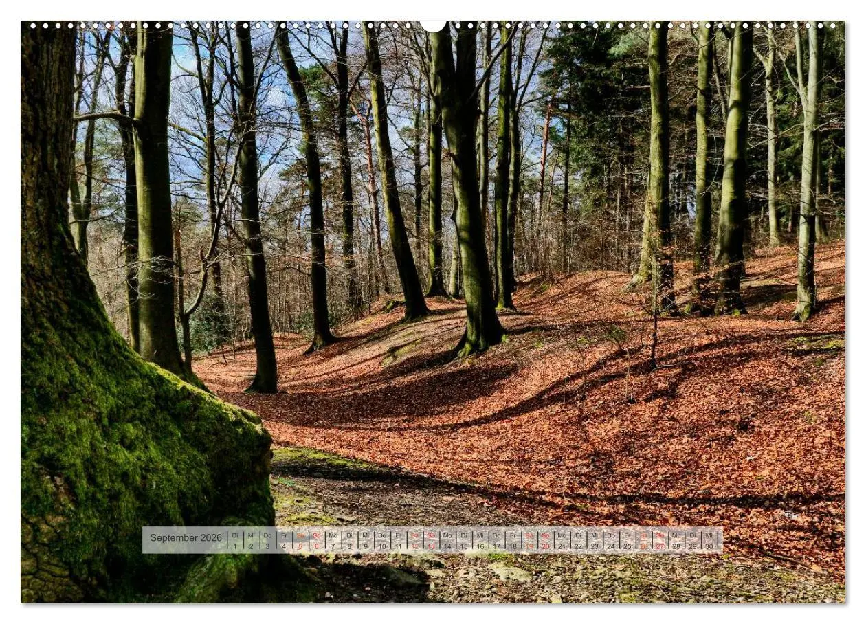 Bild: 9783457909317 | Wald im Bergischen Land 2026 (Wandkalender 2026 DIN A2 quer),...