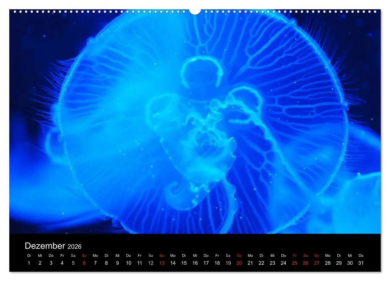 Bild: 9783516239317 | Quallen ¿ Ätherische Wunderwesen (hochwertiger Premium Wandkalender...