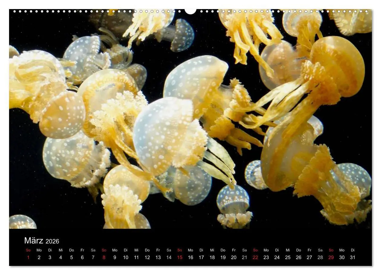 Bild: 9783516239317 | Quallen ¿ Ätherische Wunderwesen (hochwertiger Premium Wandkalender...