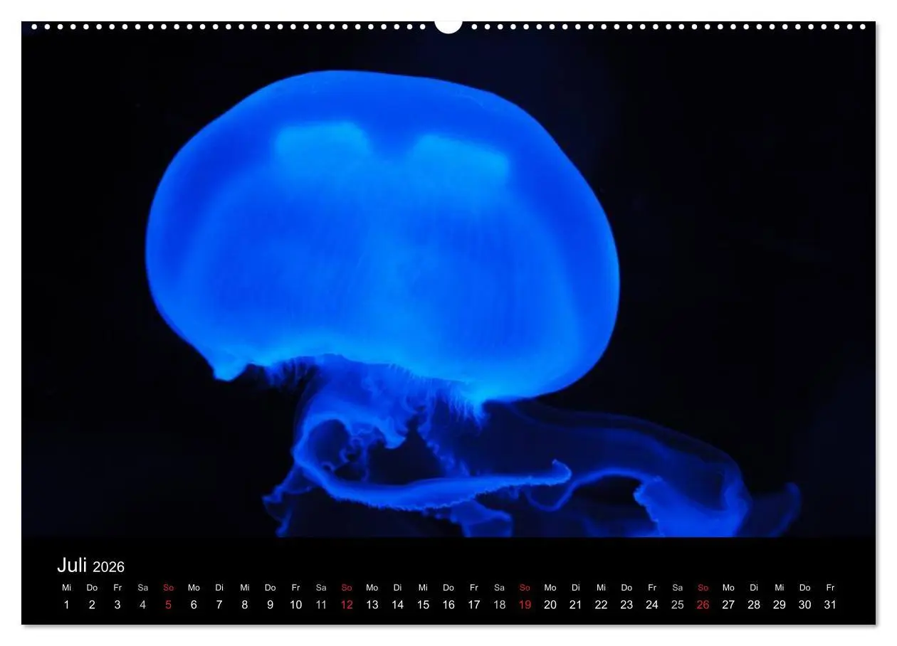 Bild: 9783516239317 | Quallen ¿ Ätherische Wunderwesen (hochwertiger Premium Wandkalender...