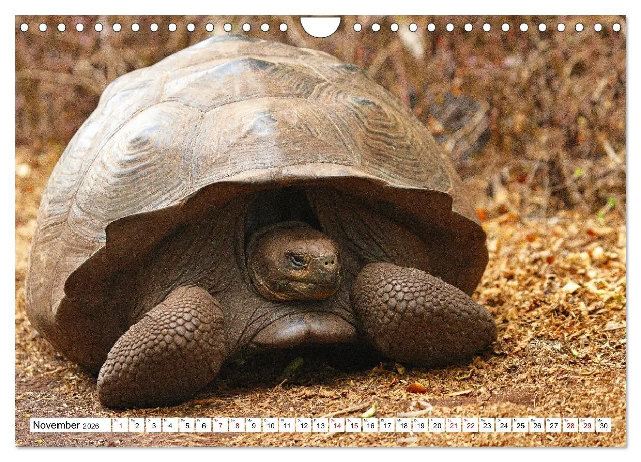 Bild: 9783457379417 | Galápagos - Die verwunschenen Inseln (Wandkalender 2026 DIN A4...