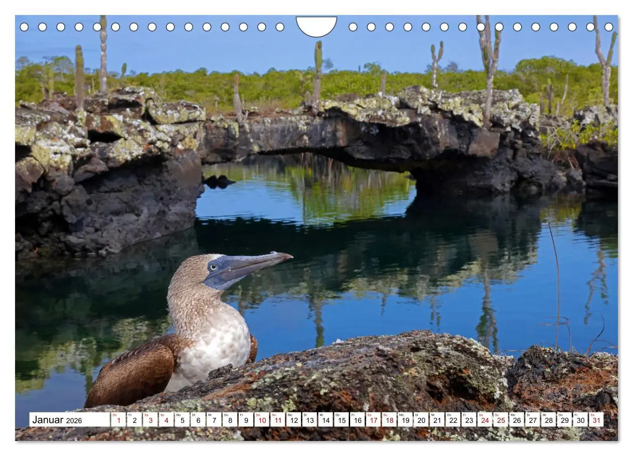 Bild: 9783457379417 | Galápagos - Die verwunschenen Inseln (Wandkalender 2026 DIN A4...