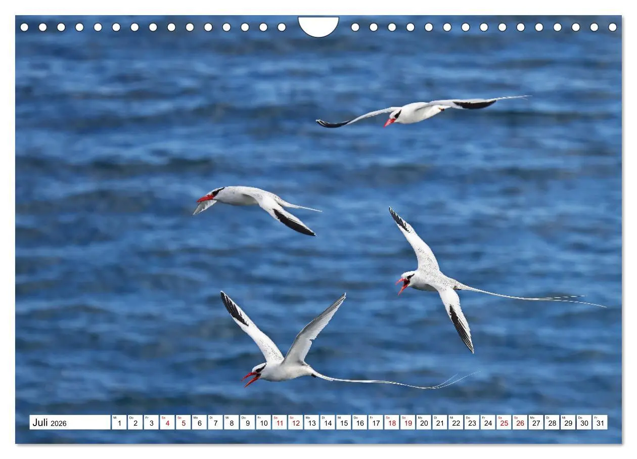 Bild: 9783457379417 | Galápagos - Die verwunschenen Inseln (Wandkalender 2026 DIN A4...