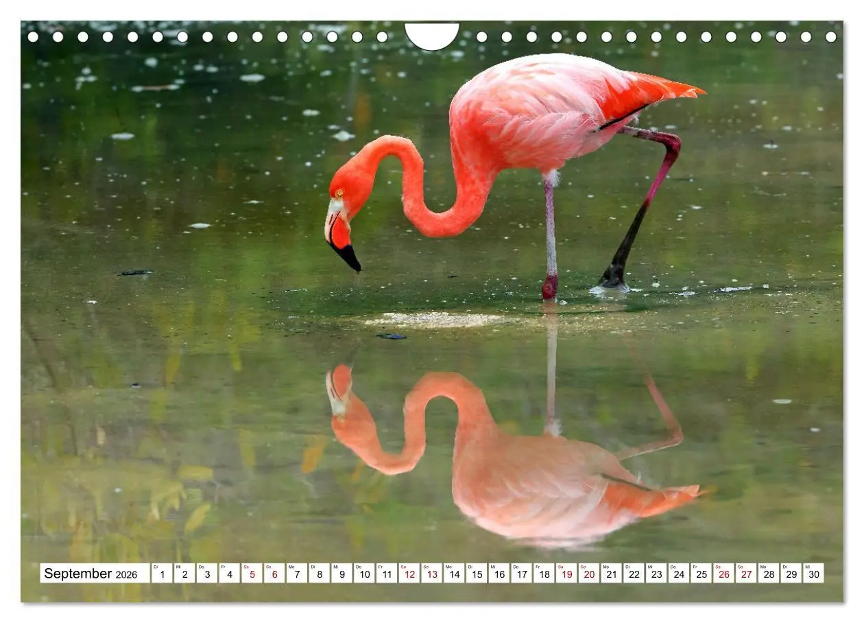 Bild: 9783457379417 | Galápagos - Die verwunschenen Inseln (Wandkalender 2026 DIN A4...