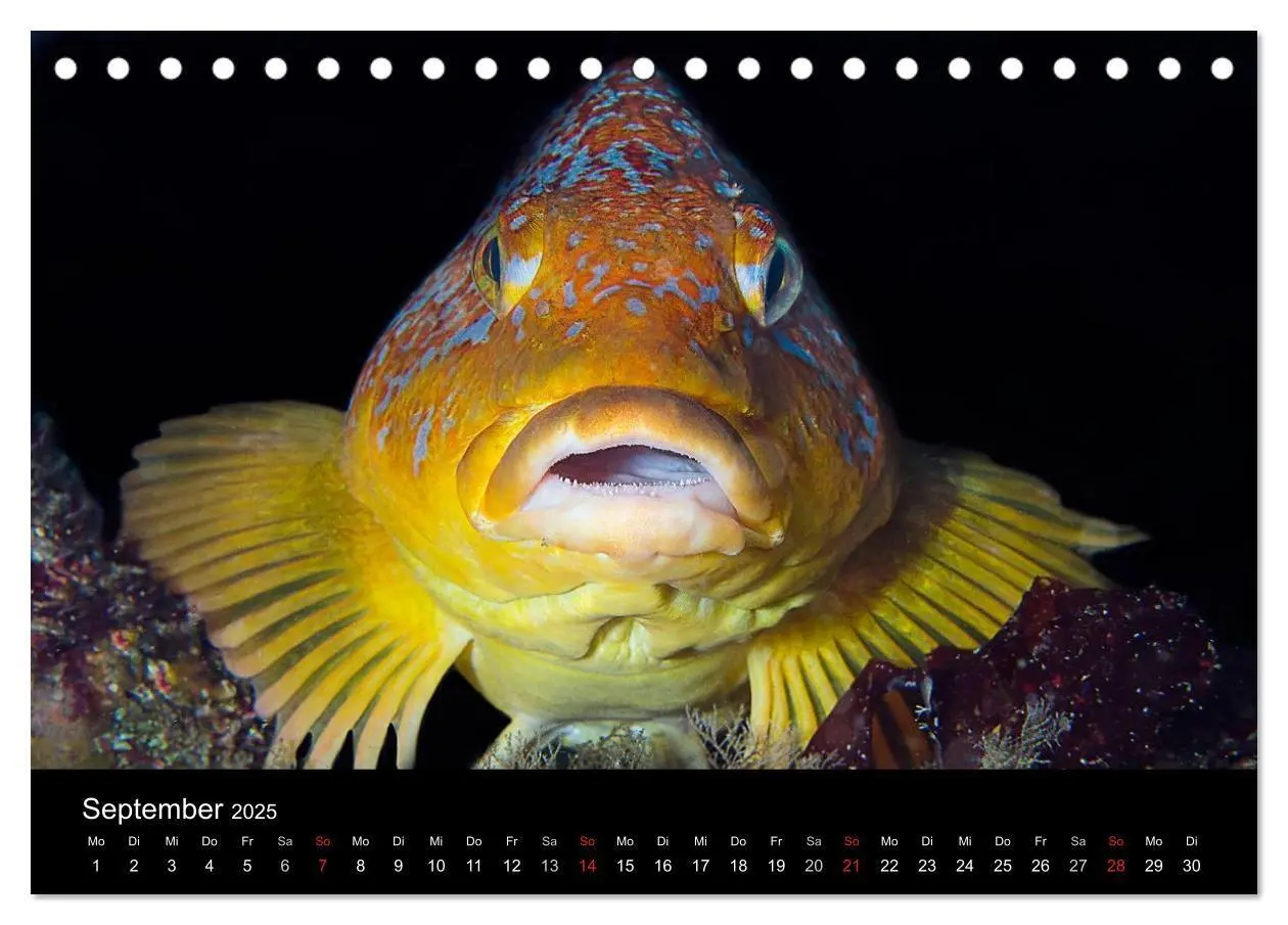 Bild: 9783435659517 | Unterwasser (Tischkalender 2025 DIN A5 quer), CALVENDO Monatskalender