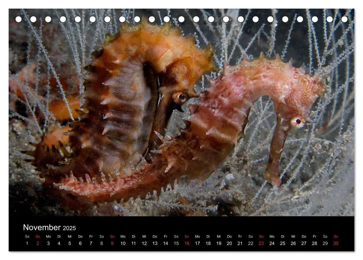 Bild: 9783435659517 | Unterwasser (Tischkalender 2025 DIN A5 quer), CALVENDO Monatskalender