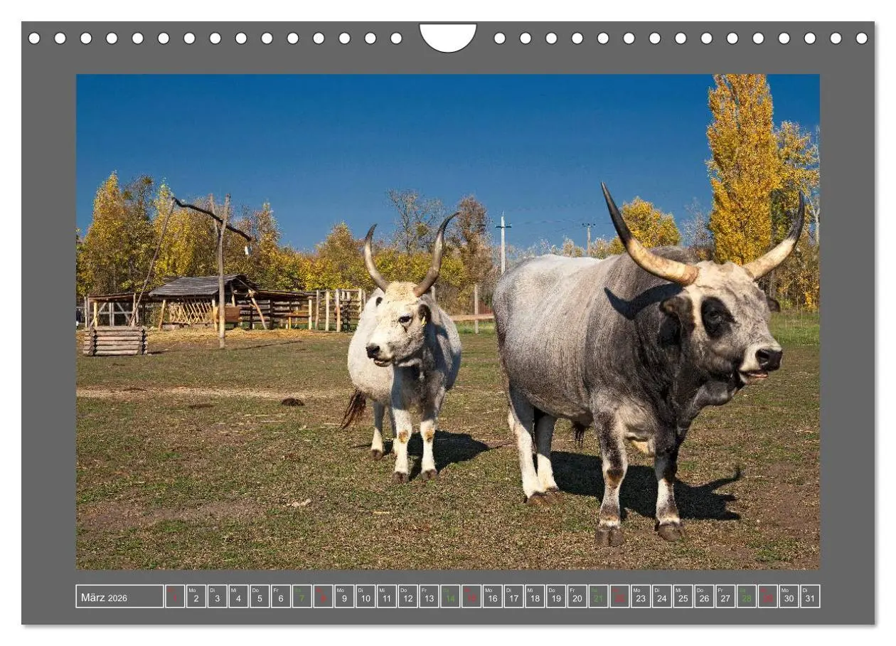 Bild: 9783516219517 | Ungarn - um den westlichen Balaton (Wandkalender 2026 DIN A4 quer),...