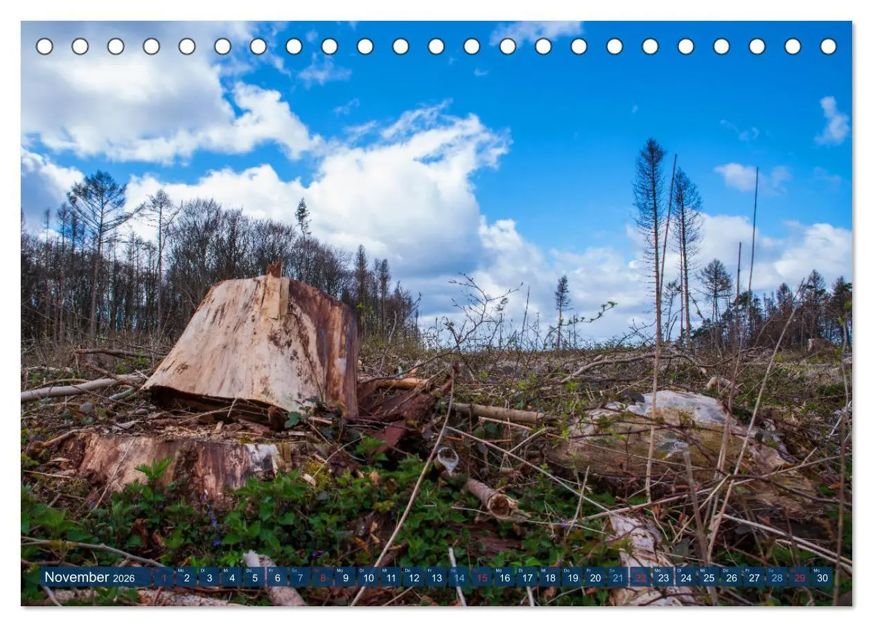 Bild: 9783457589717 | Unser Wald Stirbt (Tischkalender 2026 DIN A5 quer), CALVENDO...