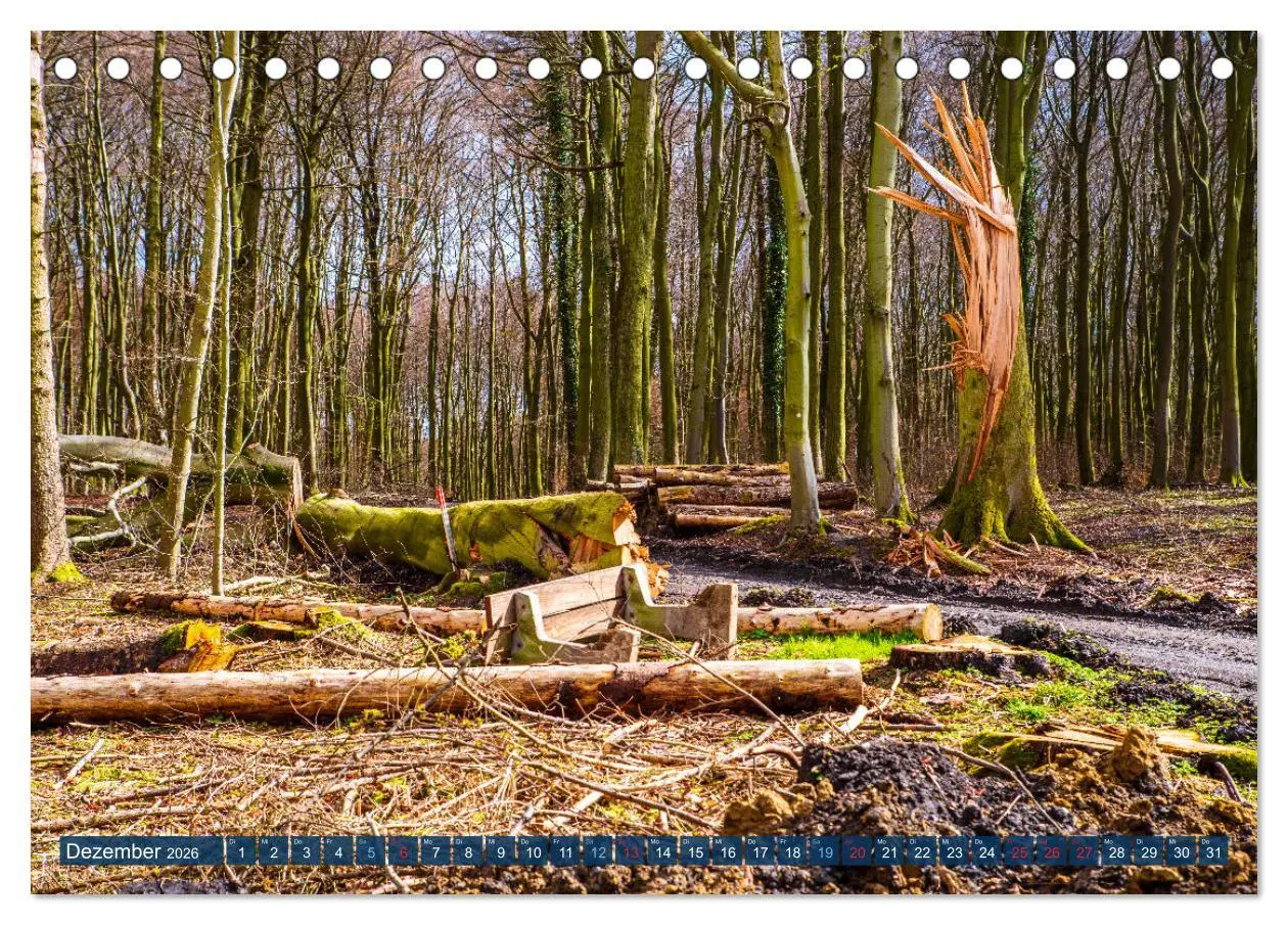 Bild: 9783457589717 | Unser Wald Stirbt (Tischkalender 2026 DIN A5 quer), CALVENDO...