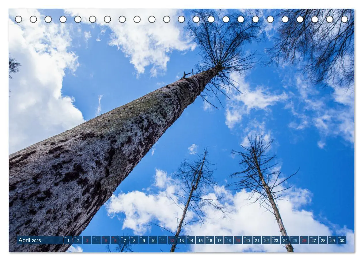 Bild: 9783457589717 | Unser Wald Stirbt (Tischkalender 2026 DIN A5 quer), CALVENDO...