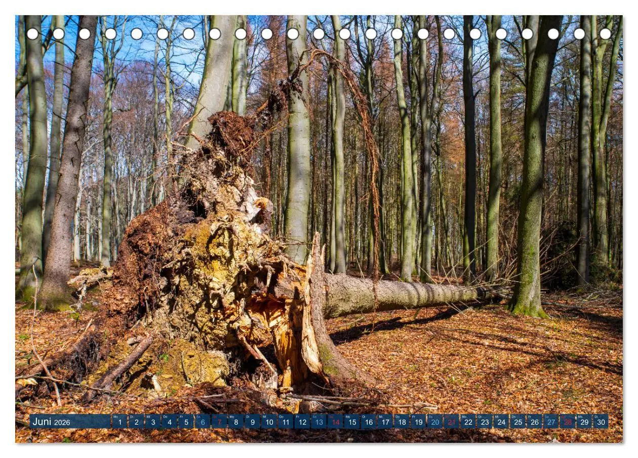 Bild: 9783457589717 | Unser Wald Stirbt (Tischkalender 2026 DIN A5 quer), CALVENDO...
