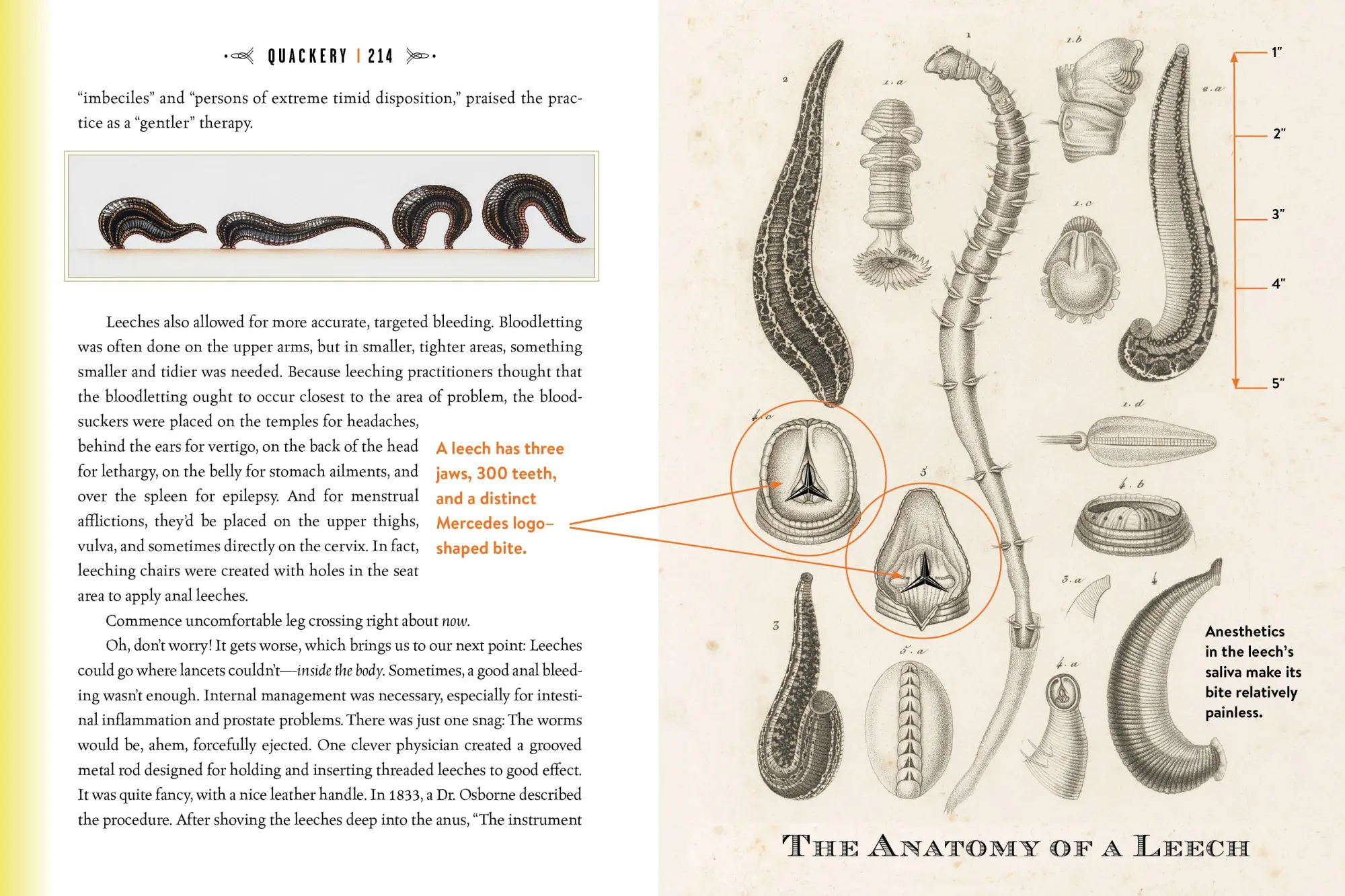 Bild: 9780761189817 | Quackery | A Brief History of the Worst Ways to Cure Everything | Buch