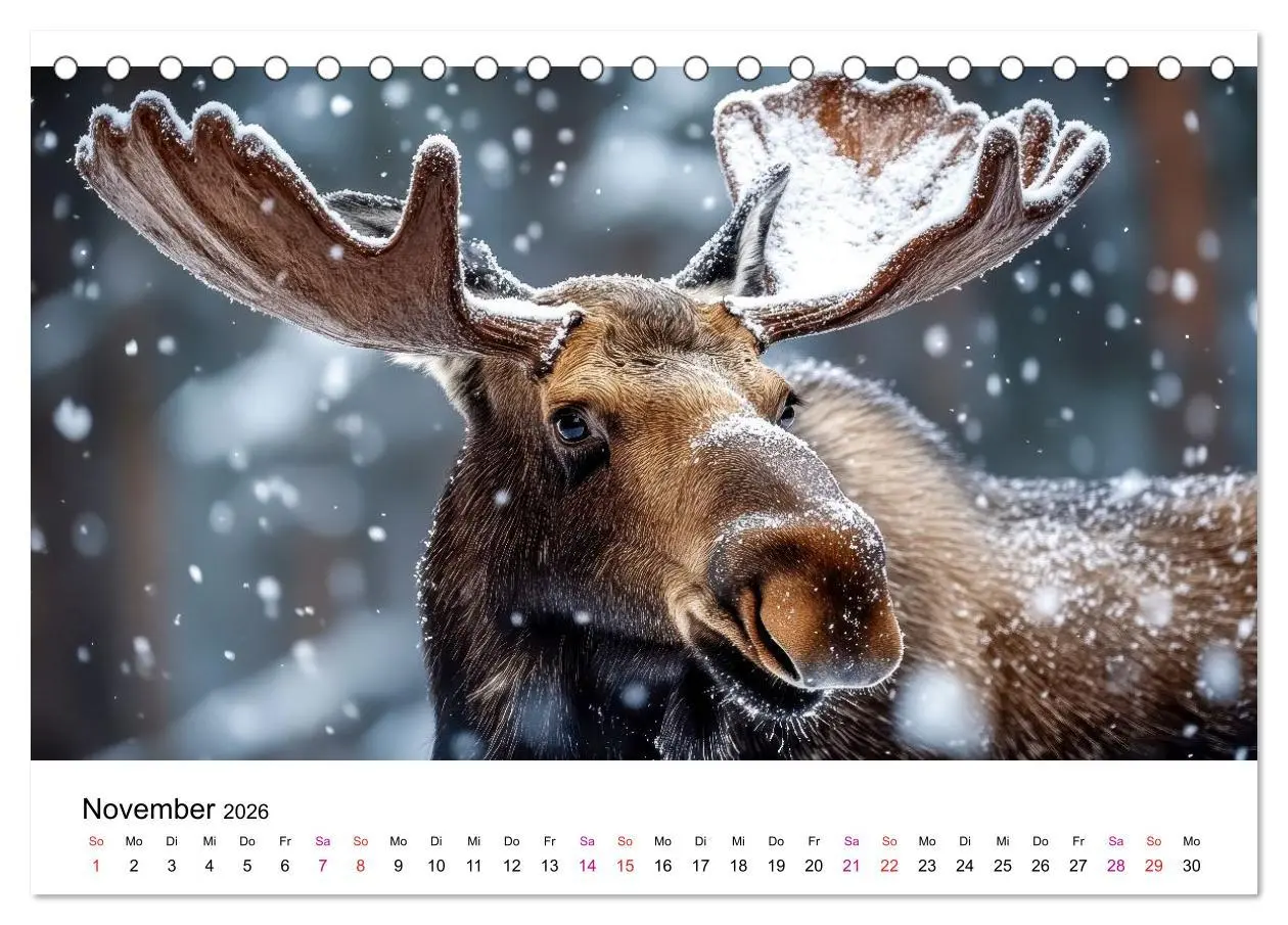Bild: 9783457339817 | Elche - die Stimme der Wildnis (Tischkalender 2026 DIN A5 quer),...