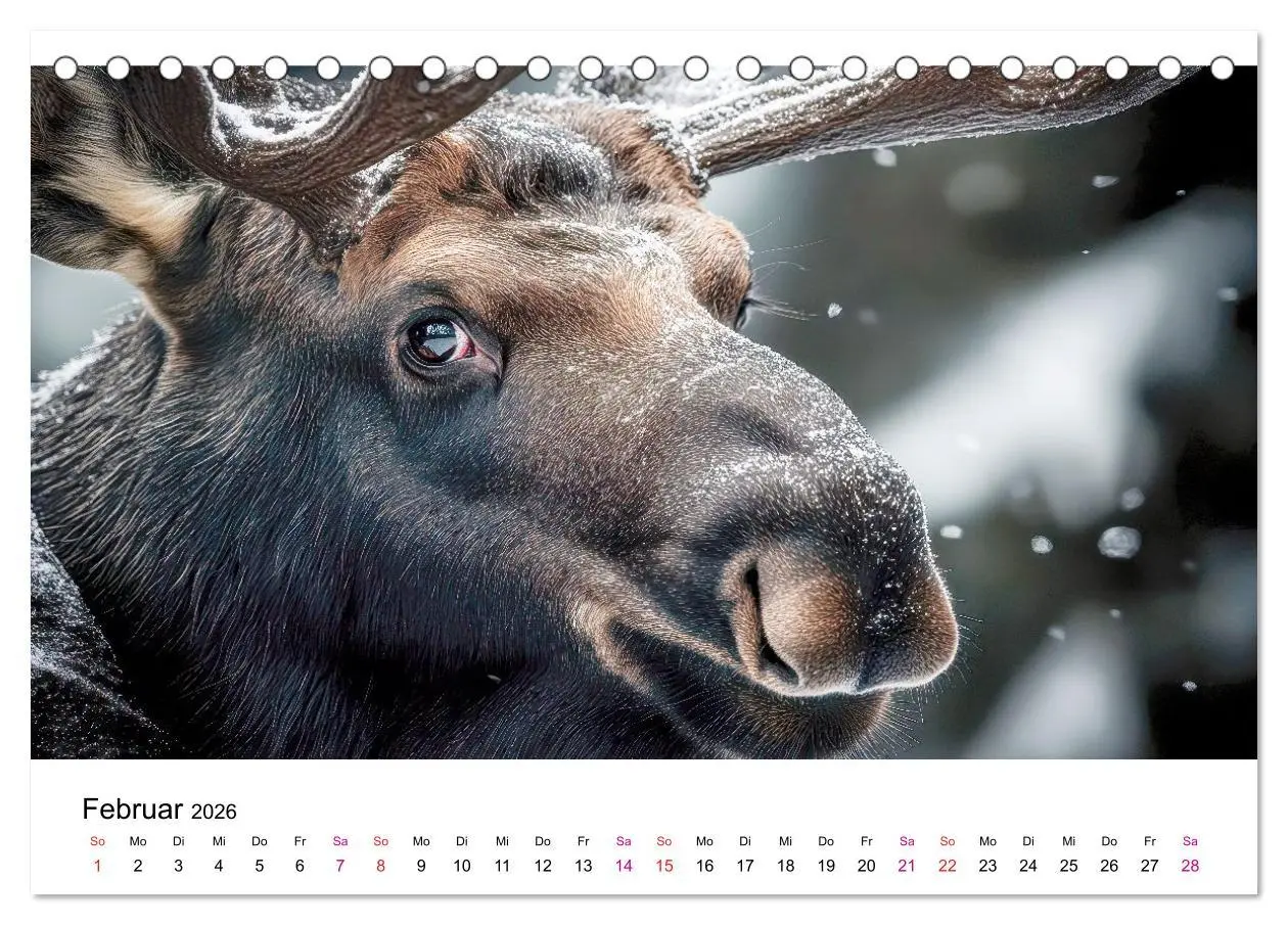 Bild: 9783457339817 | Elche - die Stimme der Wildnis (Tischkalender 2026 DIN A5 quer),...