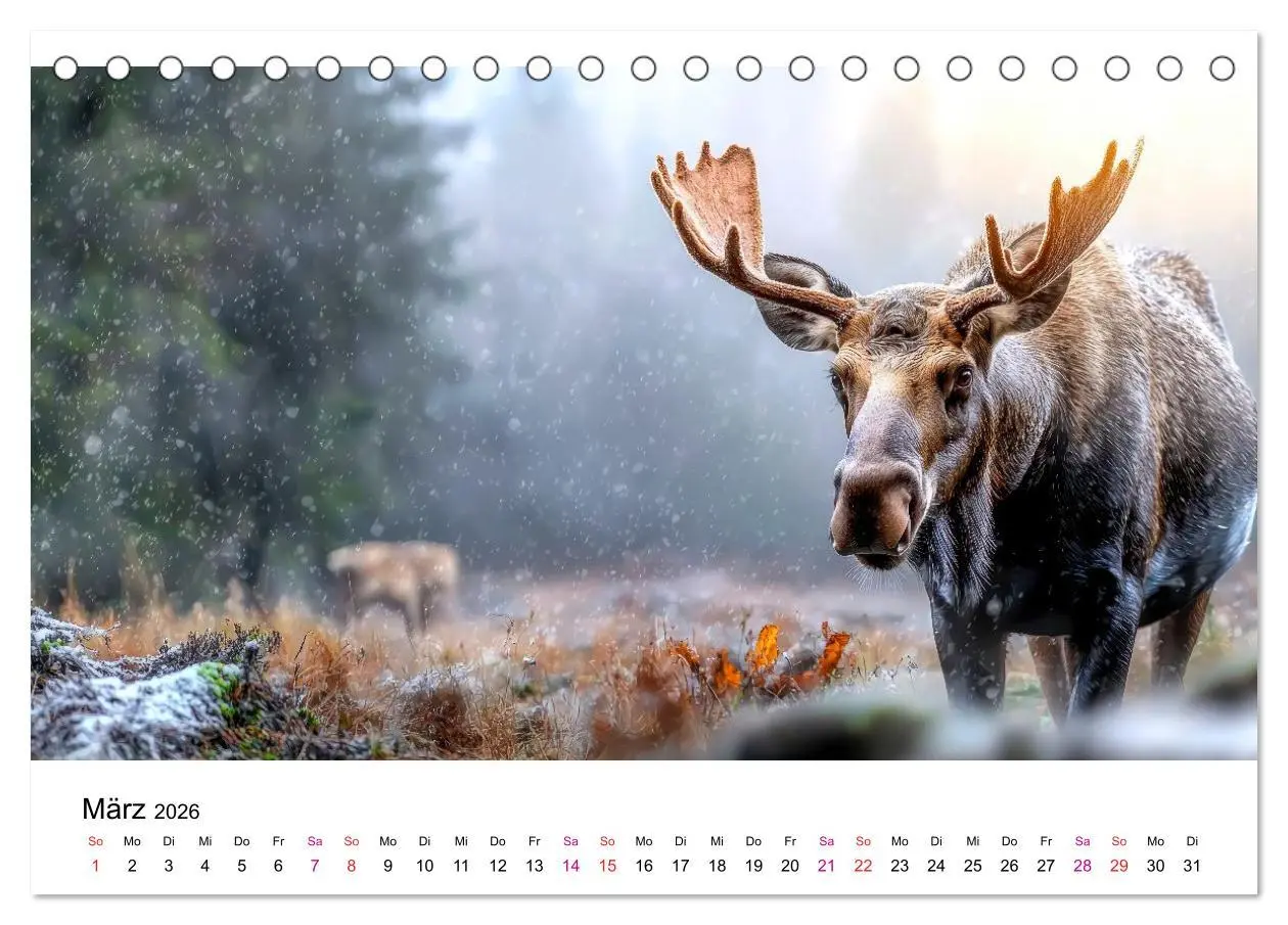 Bild: 9783457339817 | Elche - die Stimme der Wildnis (Tischkalender 2026 DIN A5 quer),...