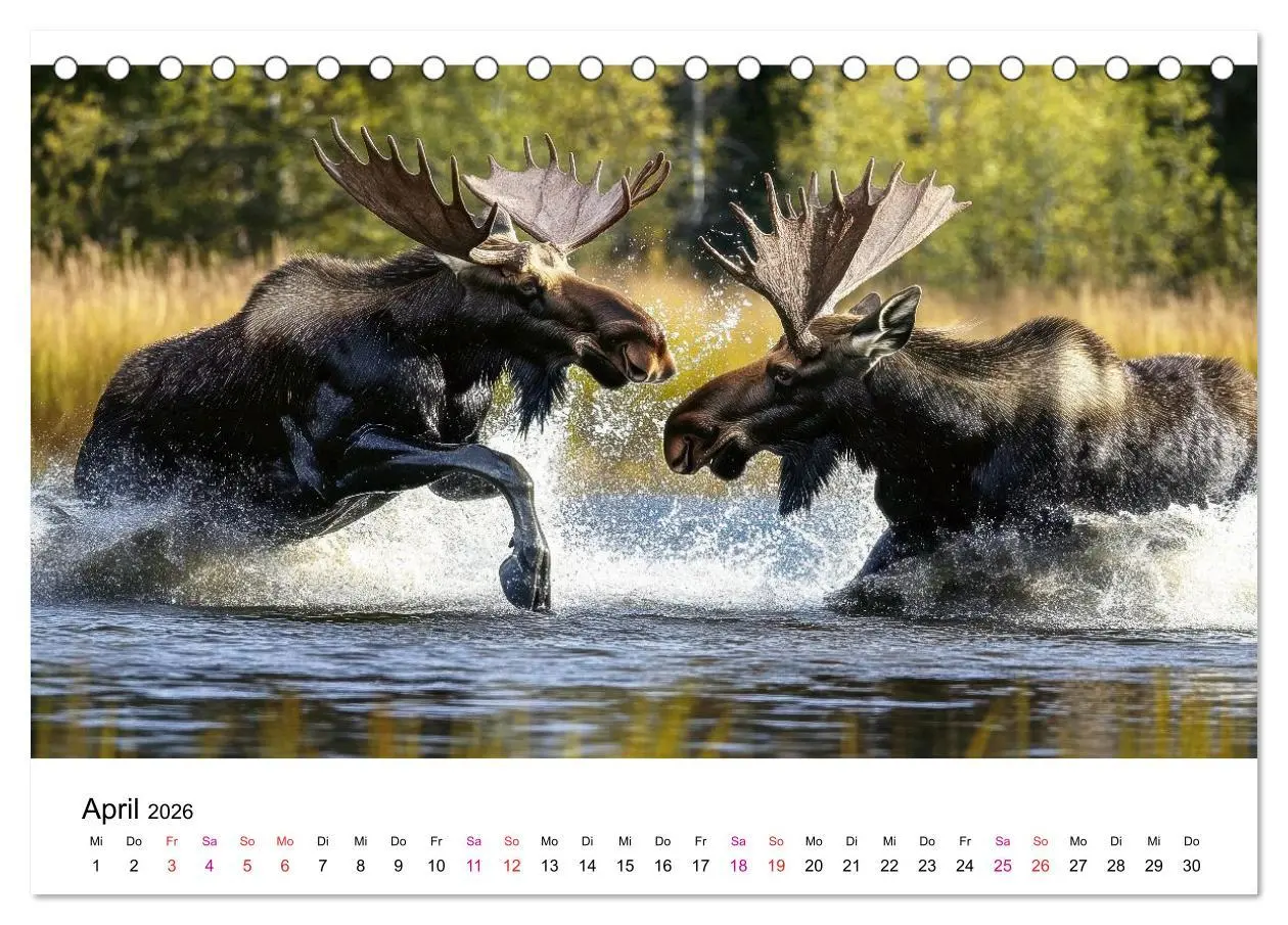 Bild: 9783457339817 | Elche - die Stimme der Wildnis (Tischkalender 2026 DIN A5 quer),...