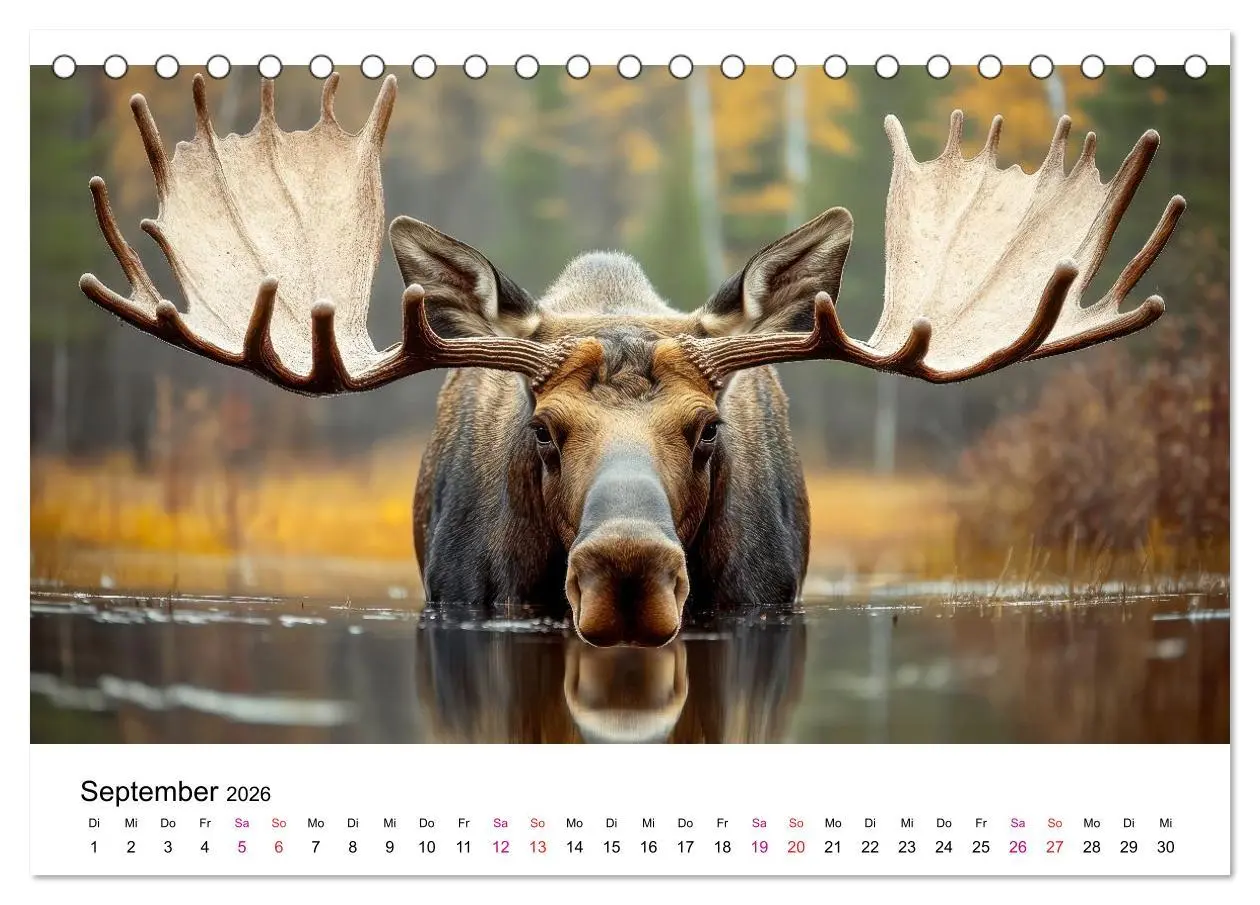 Bild: 9783457339817 | Elche - die Stimme der Wildnis (Tischkalender 2026 DIN A5 quer),...