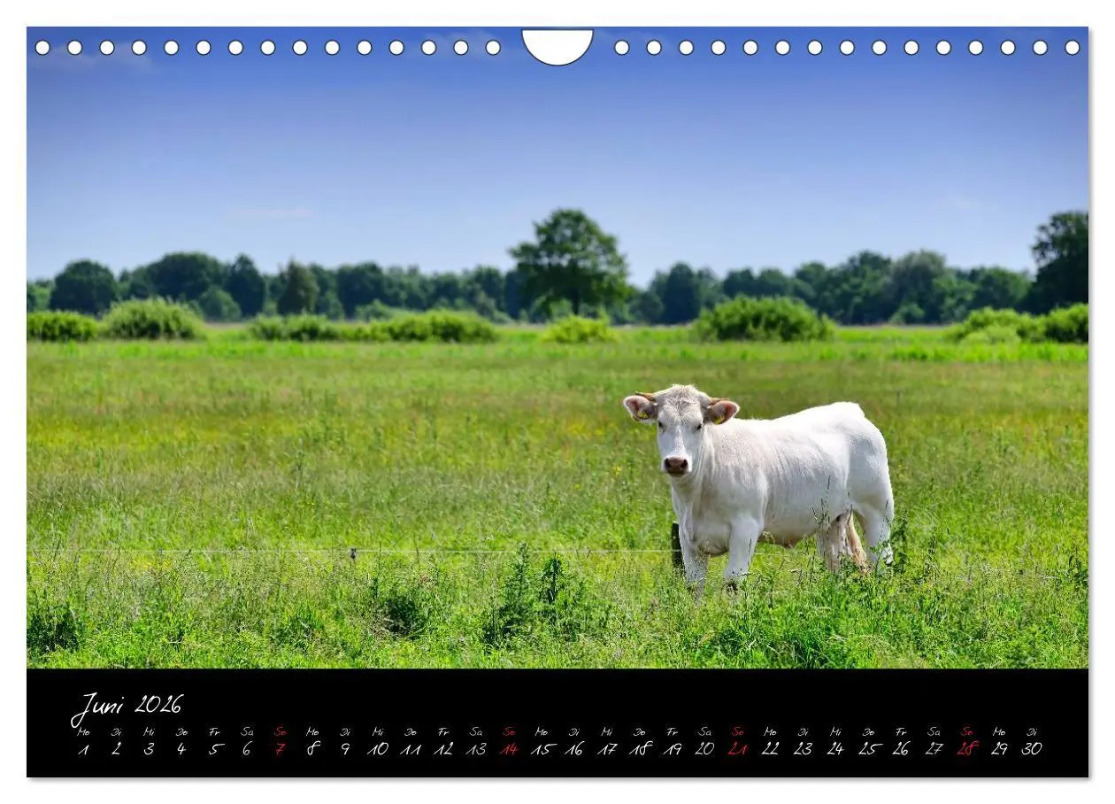 Bild: 9783516039917 | Vier- und Marschlande Hamburgs grüner Südosten (Wandkalender 2026...