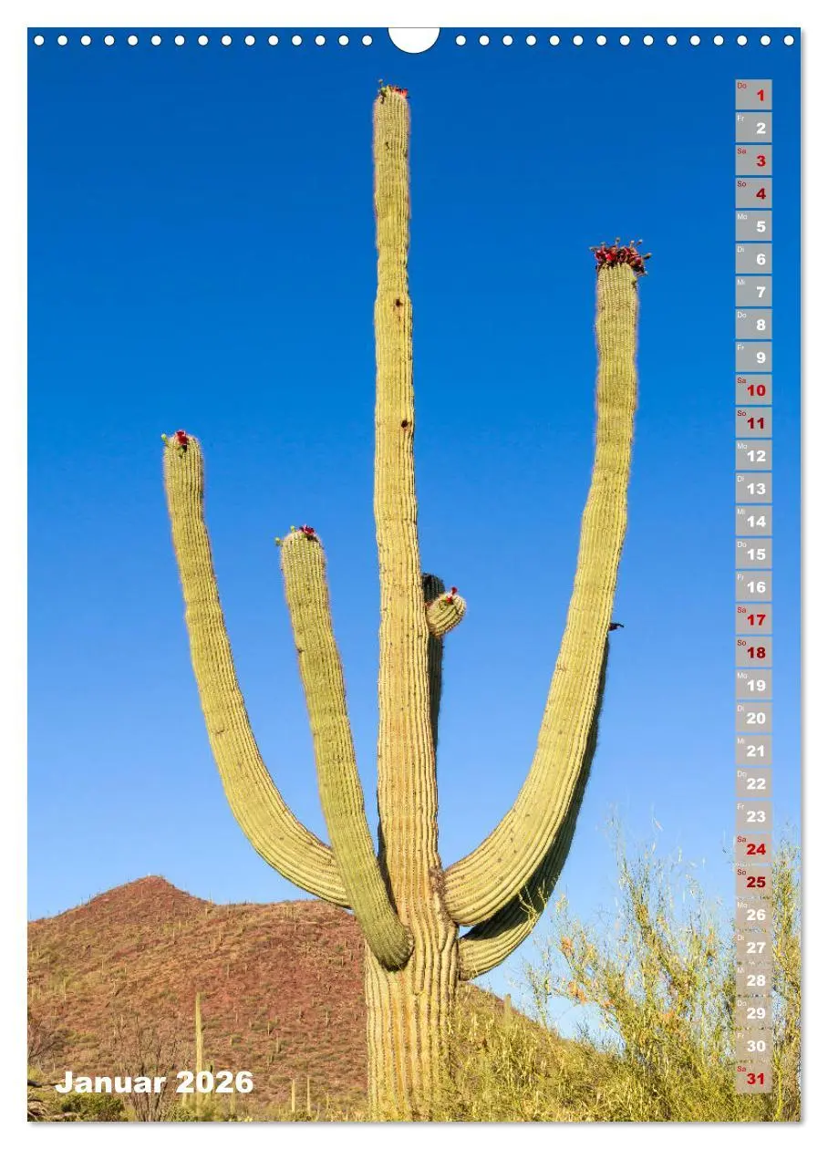 Bild: 9783516390018 | SAGUARO NATIONAL PARK Wüstenimpressionen aus Arizona (Wandkalender...