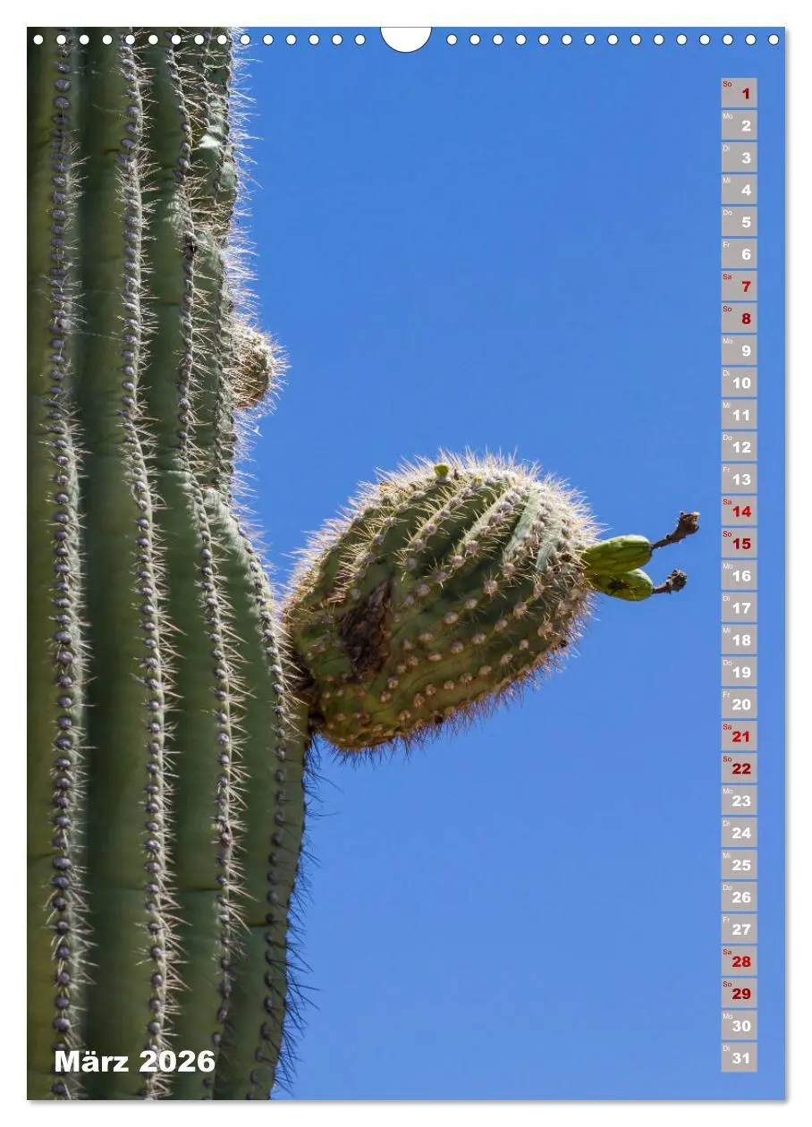 Bild: 9783516390018 | SAGUARO NATIONAL PARK Wüstenimpressionen aus Arizona (Wandkalender...