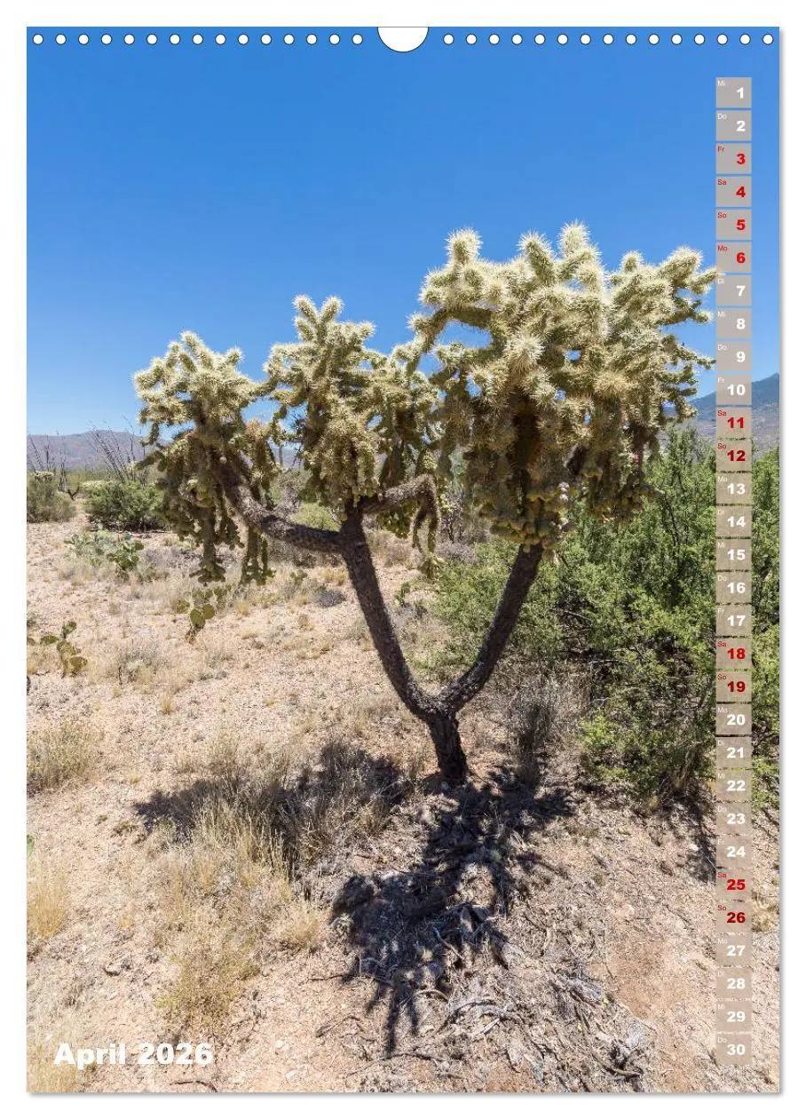 Bild: 9783516390018 | SAGUARO NATIONAL PARK Wüstenimpressionen aus Arizona (Wandkalender...