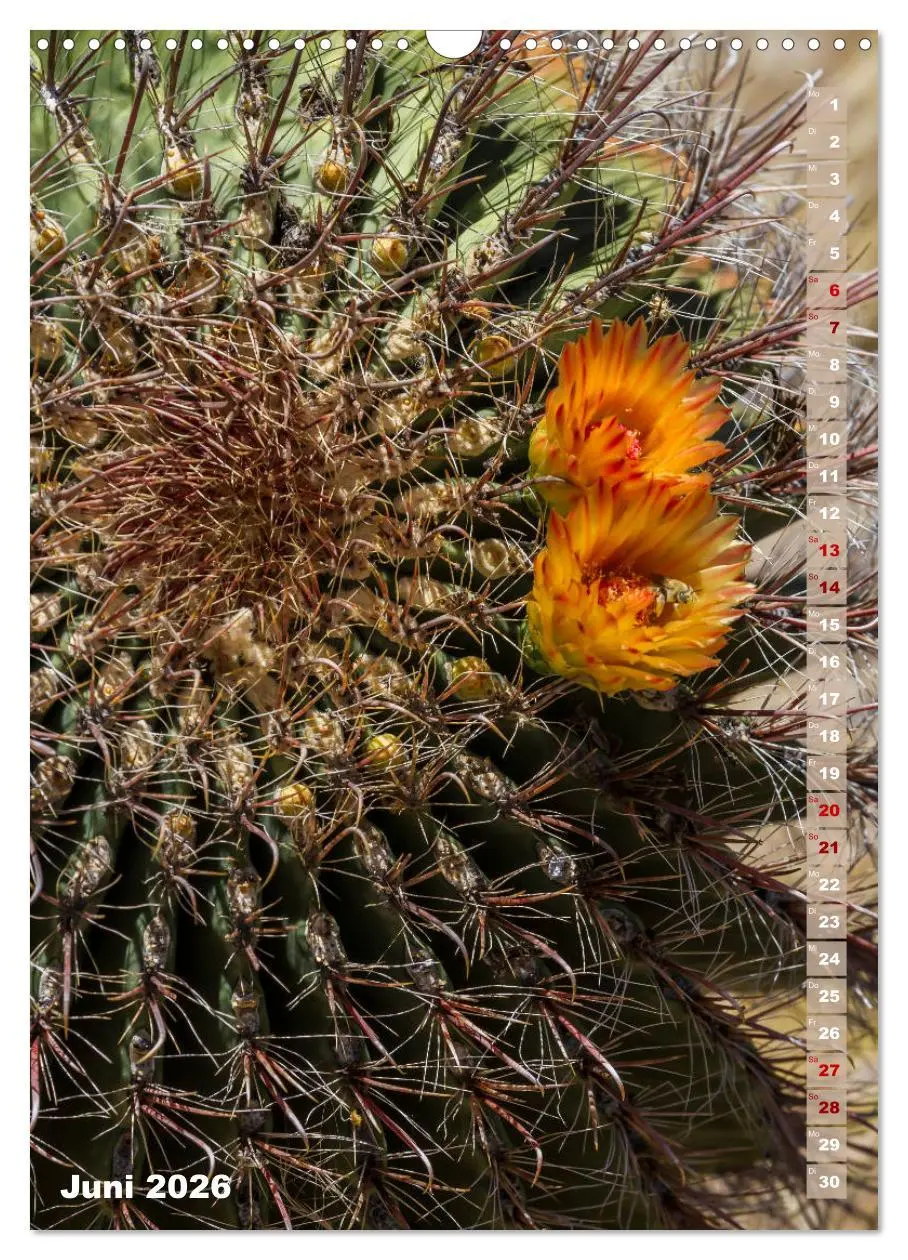 Bild: 9783516390018 | SAGUARO NATIONAL PARK Wüstenimpressionen aus Arizona (Wandkalender...