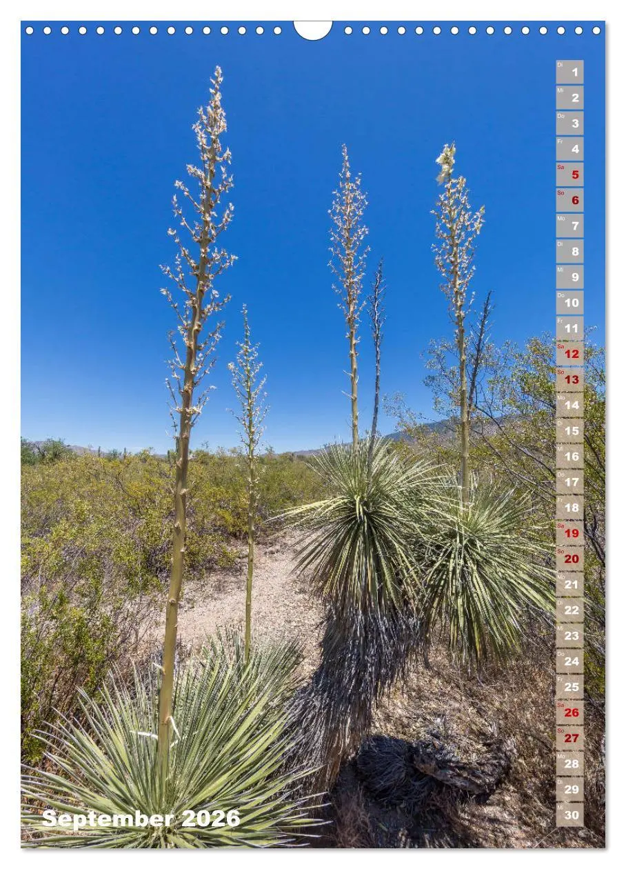 Bild: 9783516390018 | SAGUARO NATIONAL PARK Wüstenimpressionen aus Arizona (Wandkalender...