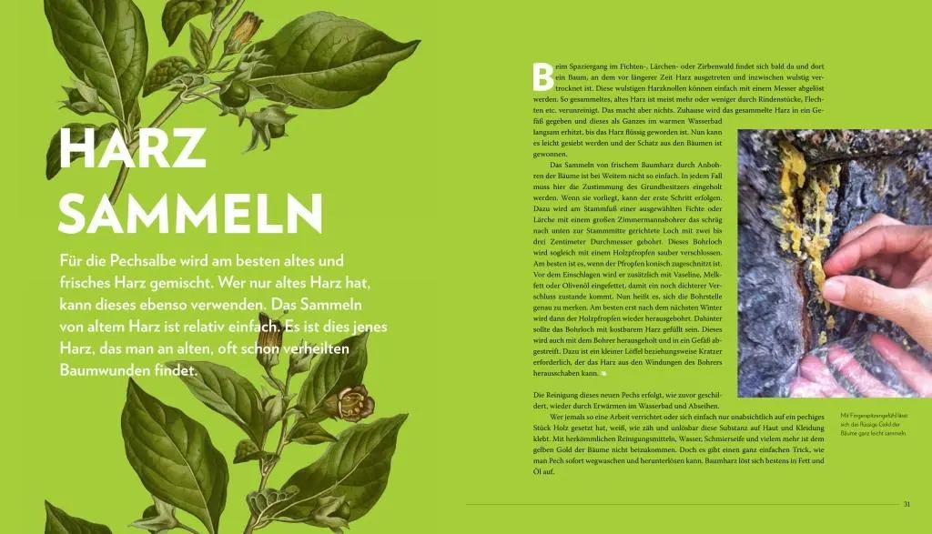 Bild: 9783710400018 | Die sanfte Medizin der Bäume | Gesund leben mit altem und neuem Wissen