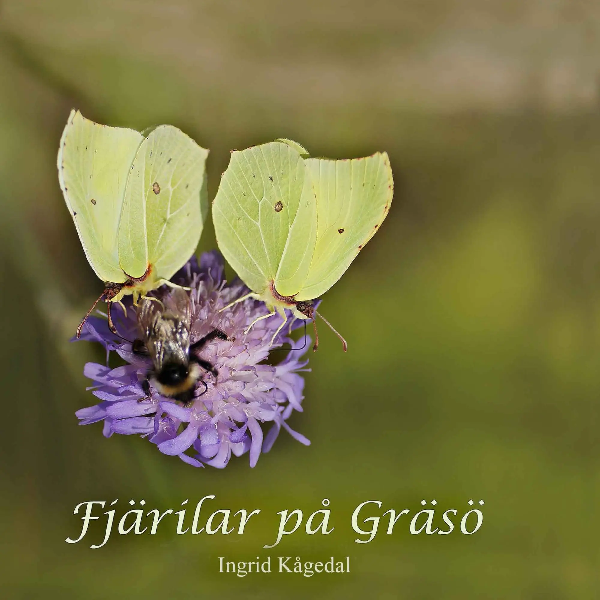 Cover: 9789175690018 | Fjärilar på Gräsö | Ingrid Kågedal | Taschenbuch | Schwedisch | 2016