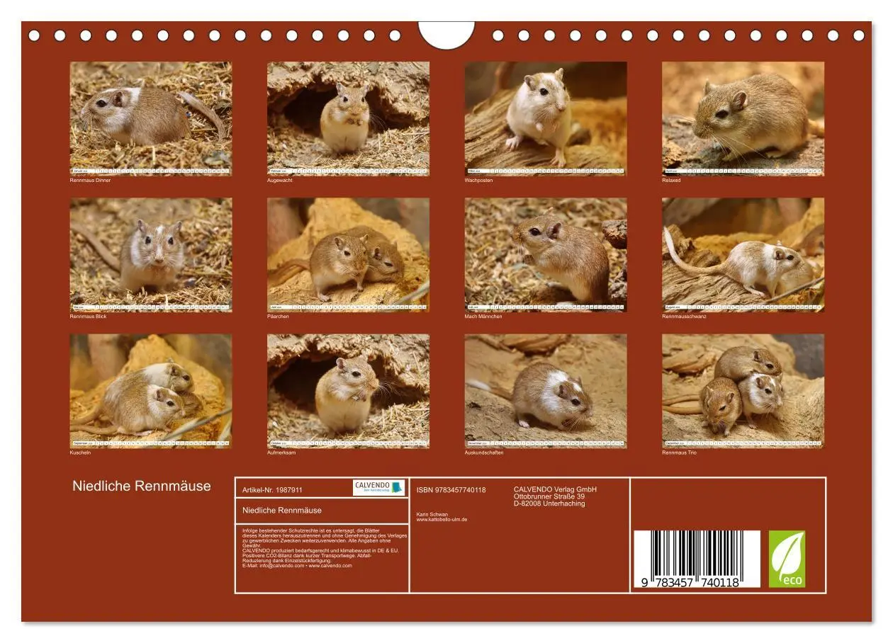 Bild: 9783457740118 | Niedliche Rennmäuse (Wandkalender 2026 DIN A4 quer), CALVENDO...