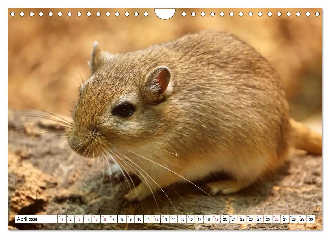 Bild: 9783457740118 | Niedliche Rennmäuse (Wandkalender 2026 DIN A4 quer), CALVENDO...