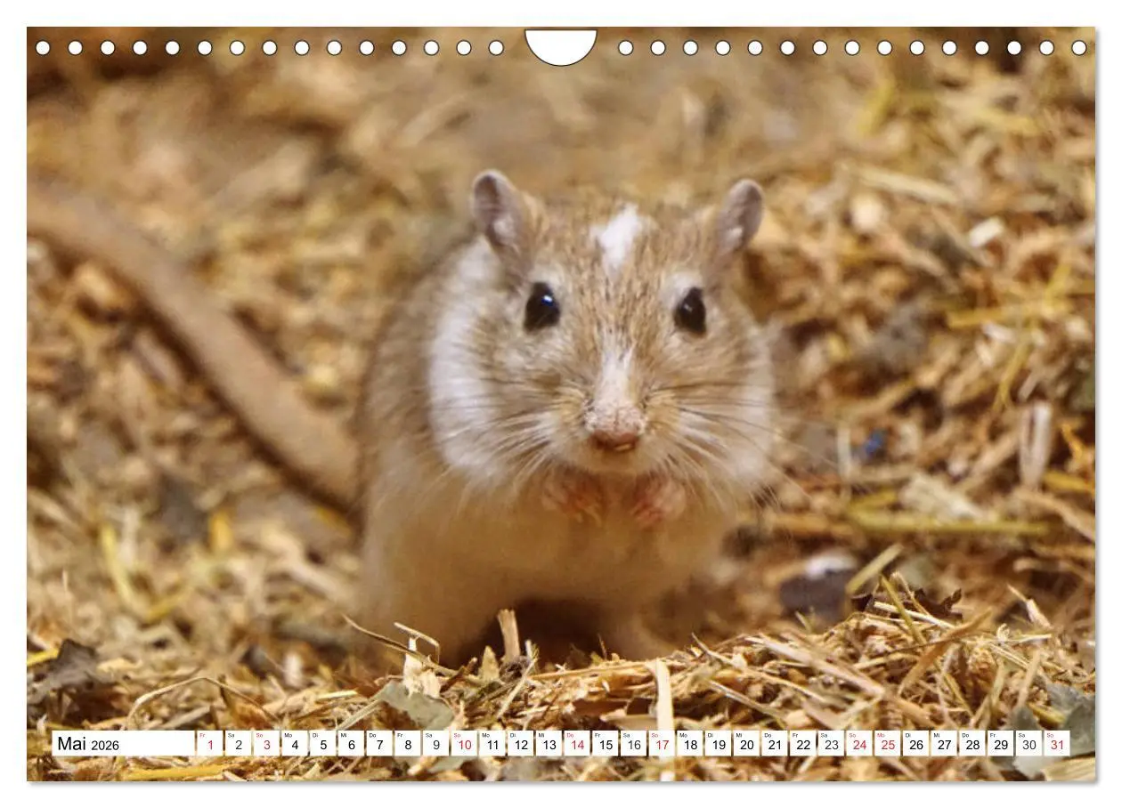 Bild: 9783457740118 | Niedliche Rennmäuse (Wandkalender 2026 DIN A4 quer), CALVENDO...