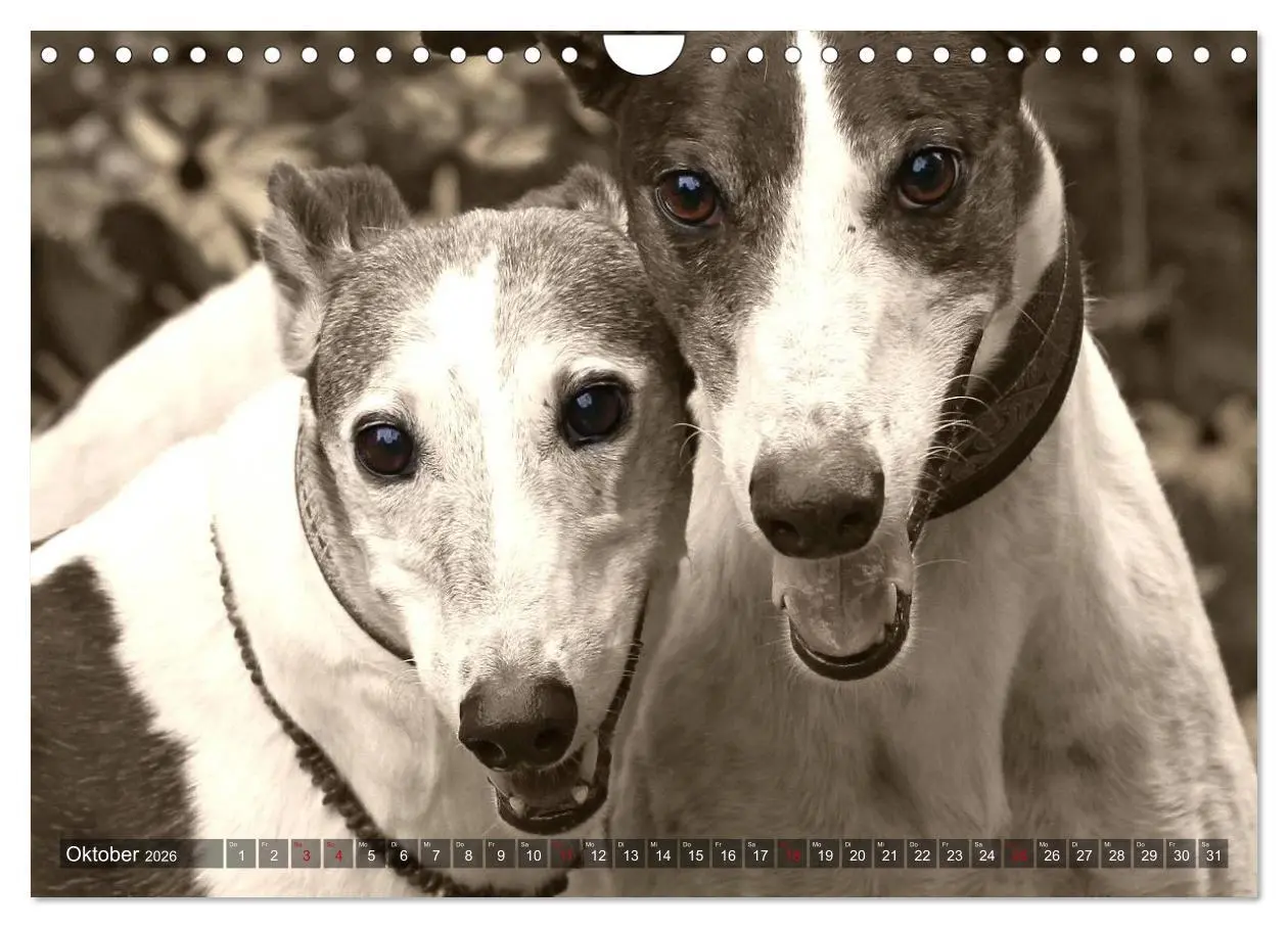 Bild: 9783457980118 | Windhunde eye-catcher (Wandkalender 2026 DIN A4 quer), CALVENDO...