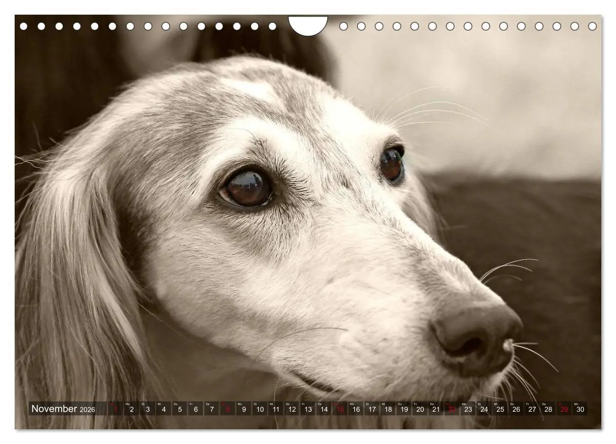 Bild: 9783457980118 | Windhunde eye-catcher (Wandkalender 2026 DIN A4 quer), CALVENDO...