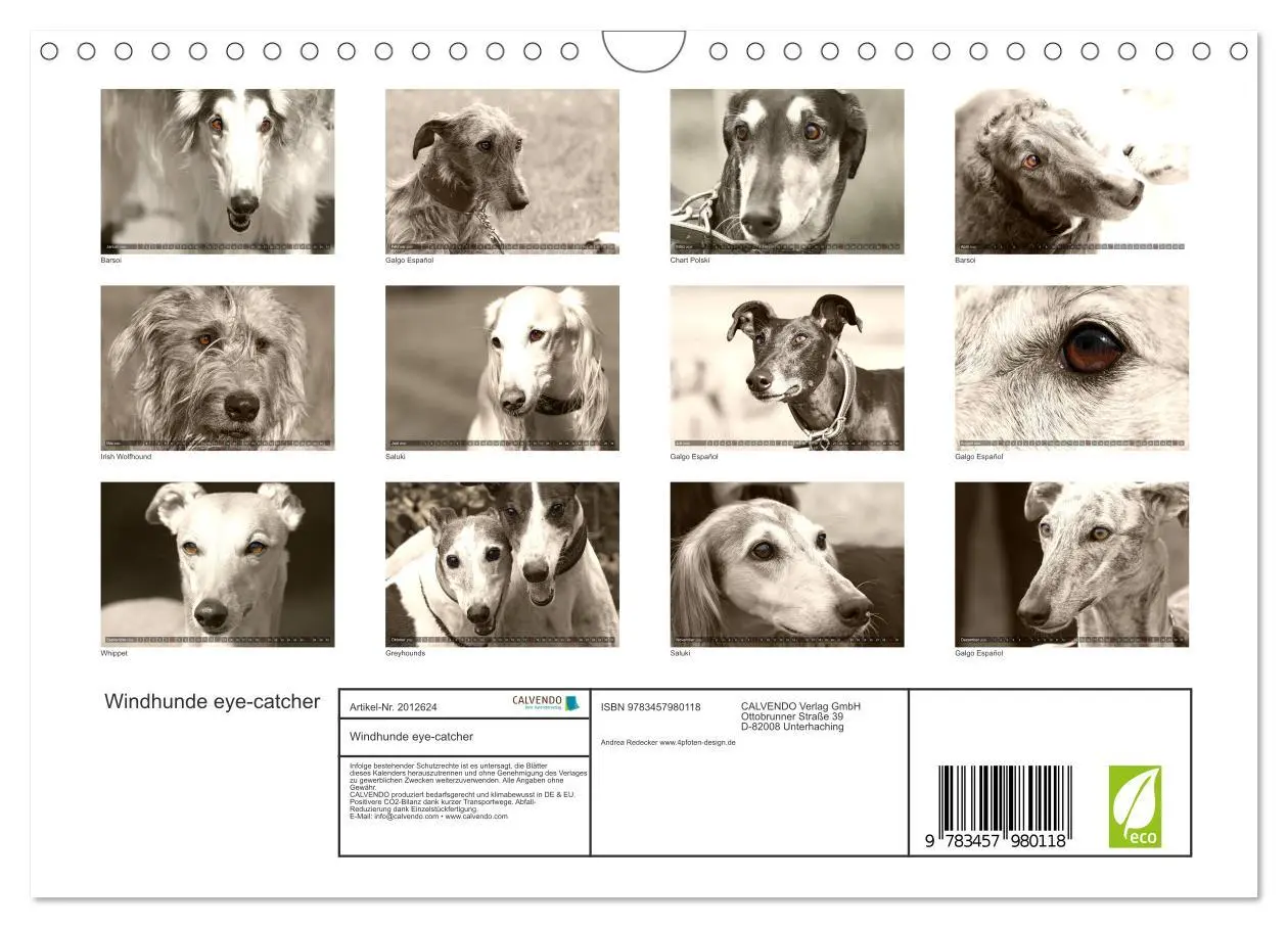 Bild: 9783457980118 | Windhunde eye-catcher (Wandkalender 2026 DIN A4 quer), CALVENDO...