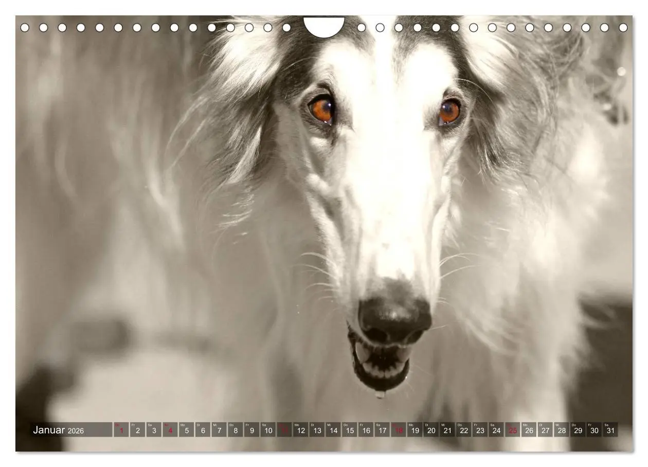 Bild: 9783457980118 | Windhunde eye-catcher (Wandkalender 2026 DIN A4 quer), CALVENDO...