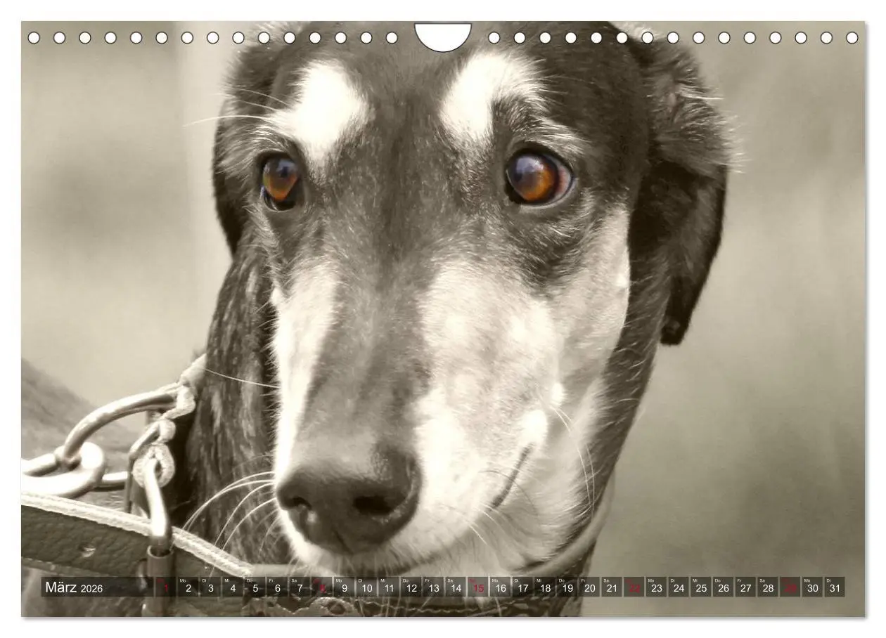 Bild: 9783457980118 | Windhunde eye-catcher (Wandkalender 2026 DIN A4 quer), CALVENDO...