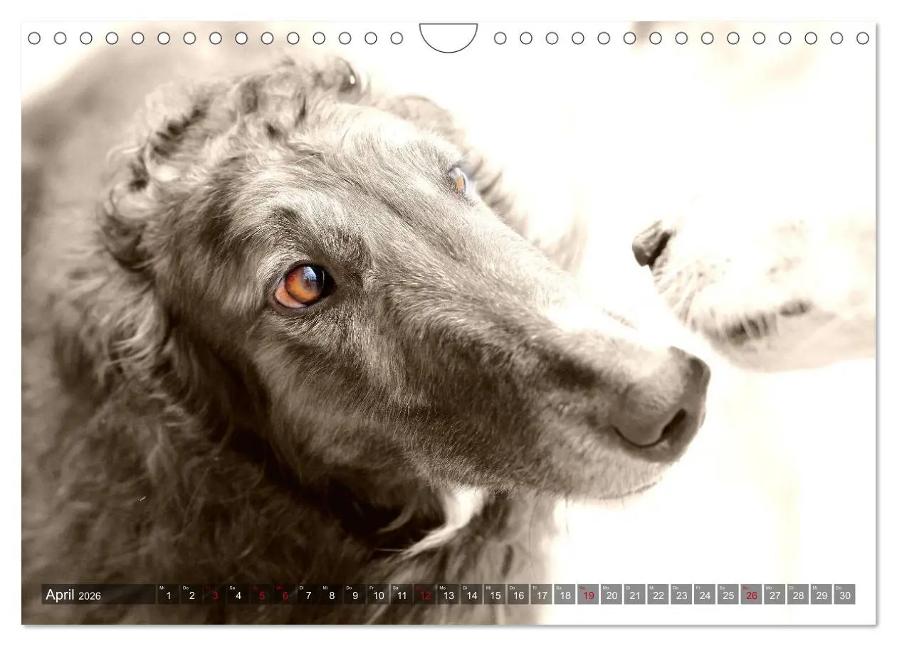 Bild: 9783457980118 | Windhunde eye-catcher (Wandkalender 2026 DIN A4 quer), CALVENDO...